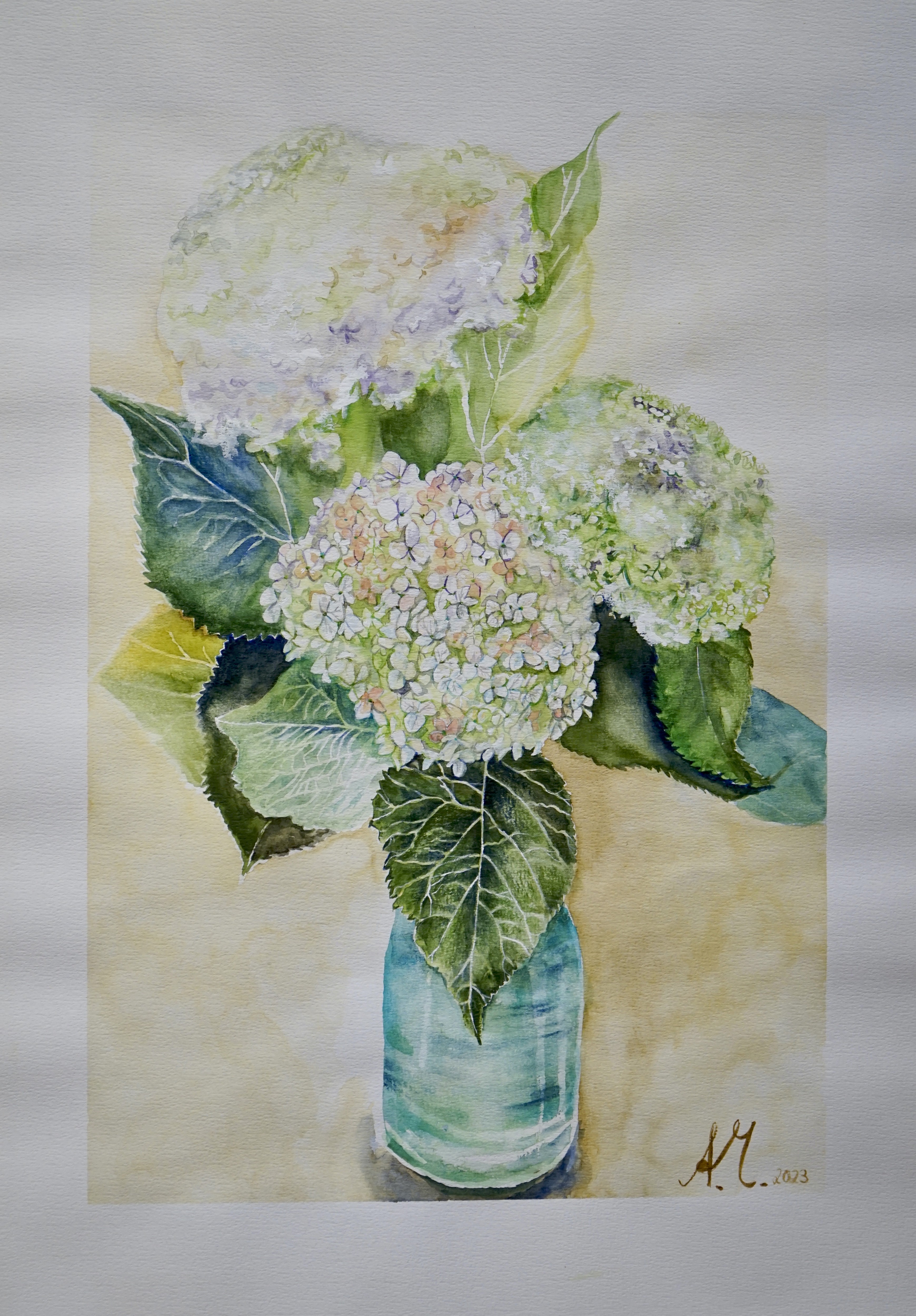Annabell Mozer, Annabelle-hydrangeas Annabell Mozer, Annabelle-hydrangeas