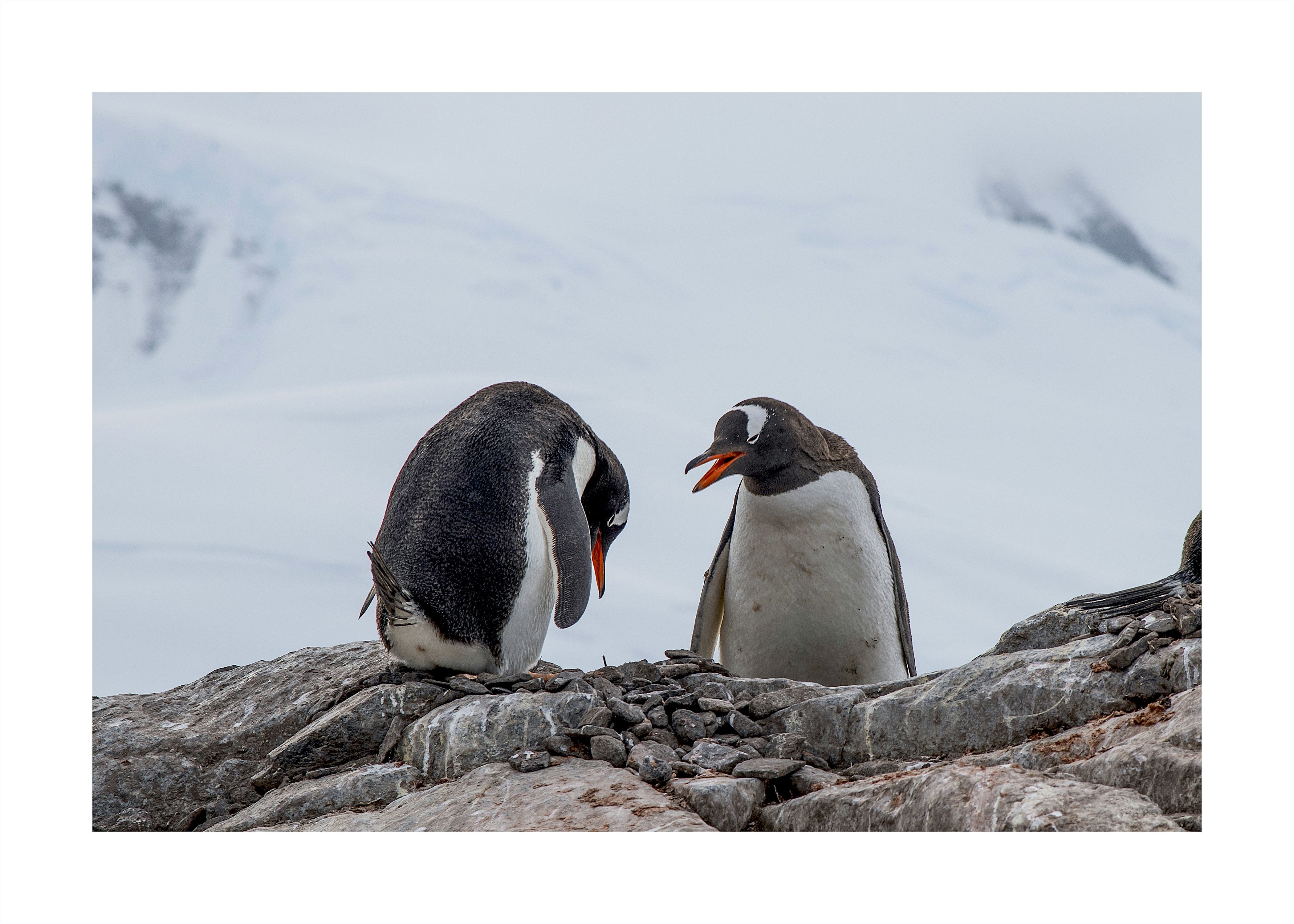 Dr Sanjay Arora, Two Penguins Dr Sanjay Arora, Two Penguins