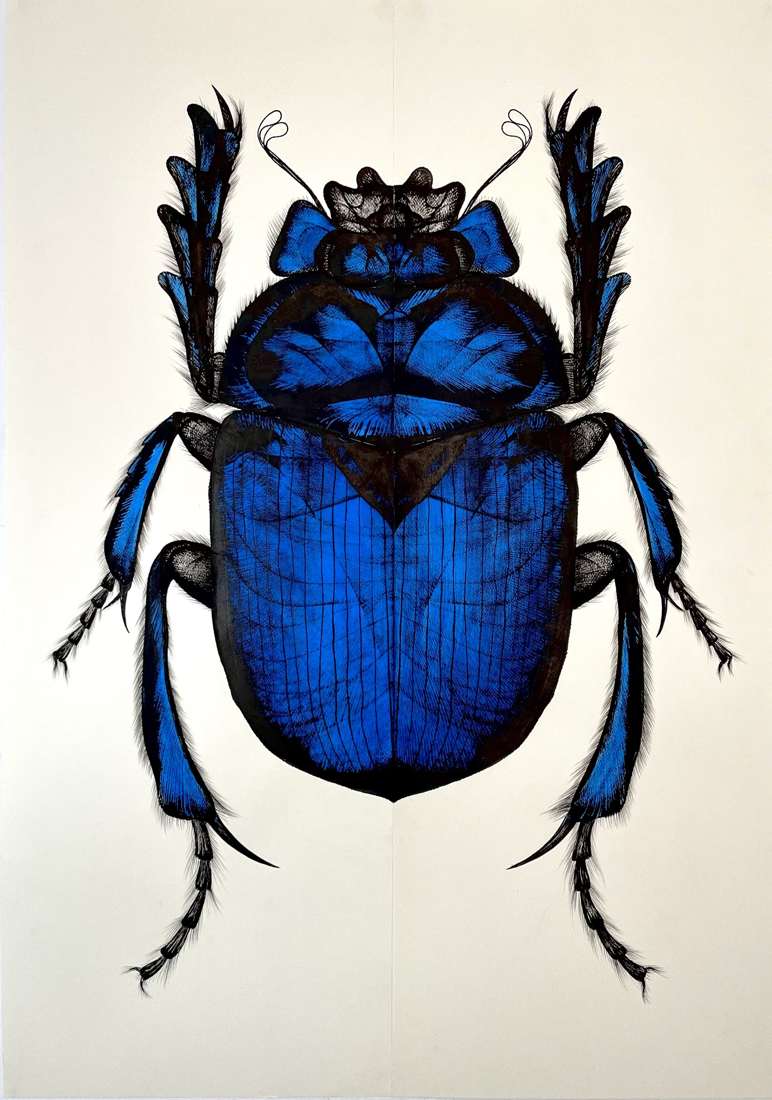 Chahrazed Fekih, Scarabée bleu Chahrazed Fekih, Scarabée bleu