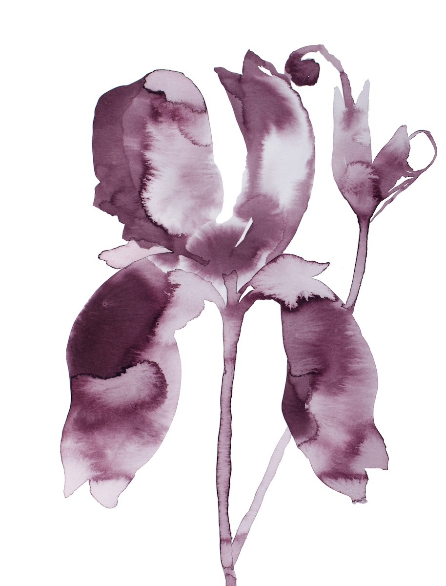 Elizabeth Becker, Iris No. 199 Elizabeth Becker, Iris No. 199