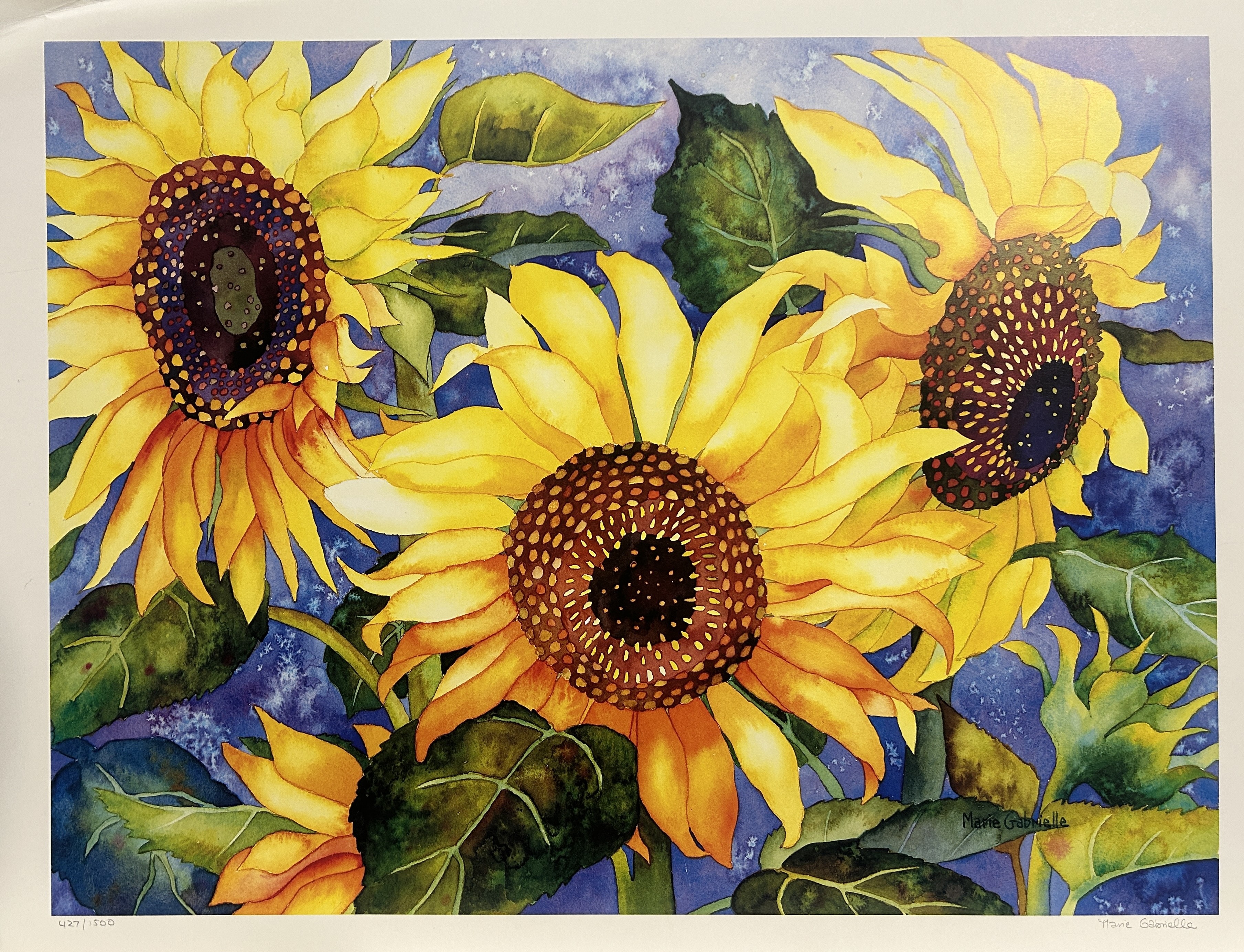 Marie Gabrielle, Sunflower Marie Gabrielle, Sunflower