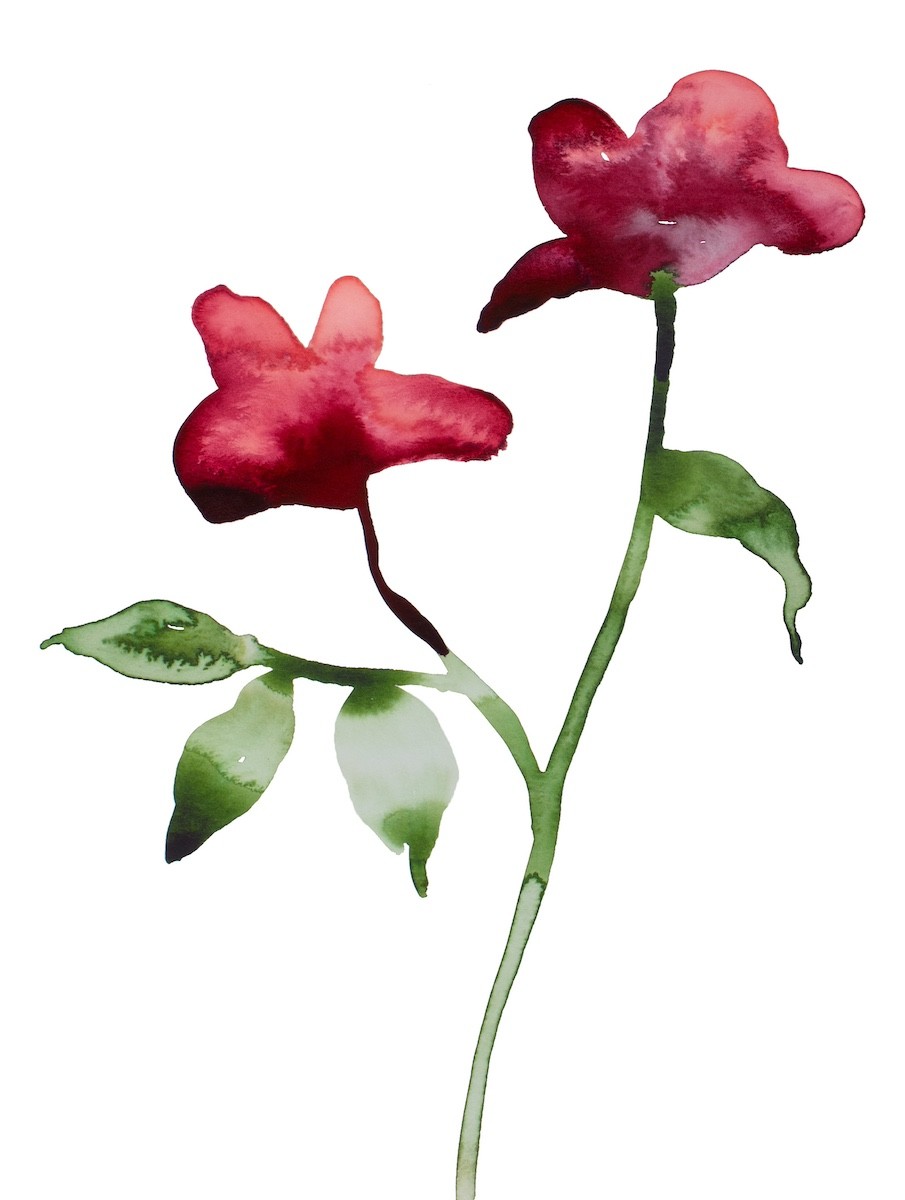 Elizabeth Becker, Floral no. 25 Elizabeth Becker, Floral no. 25