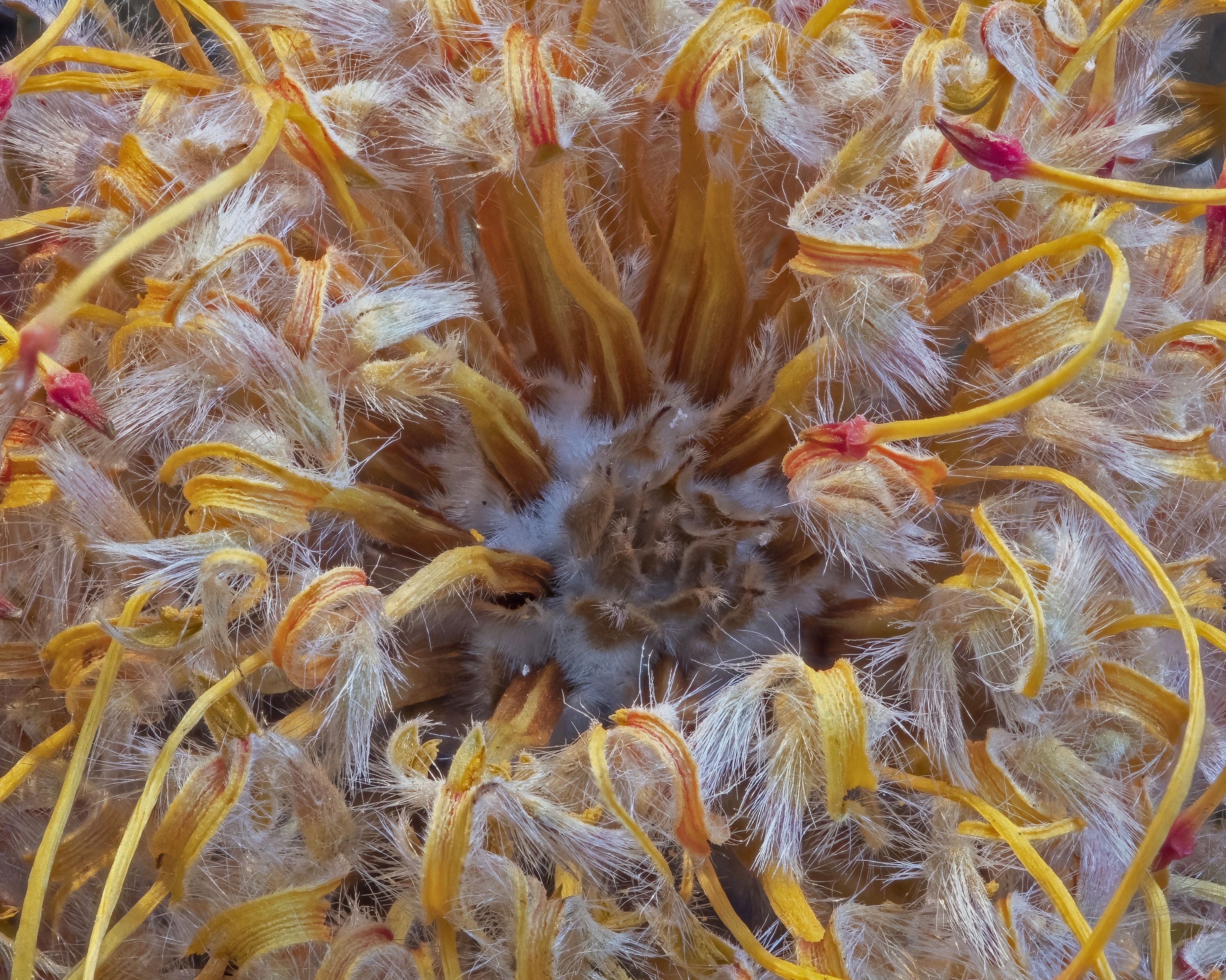 Marc Kittner, Leucospermum 446b Marc Kittner, Leucospermum 446b