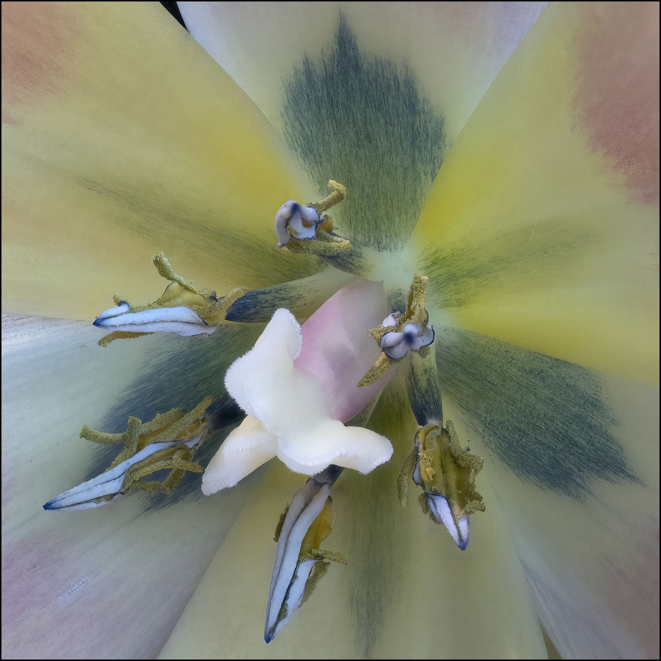 Marc Kittner, Tulip 259a Marc Kittner, Tulip 259a