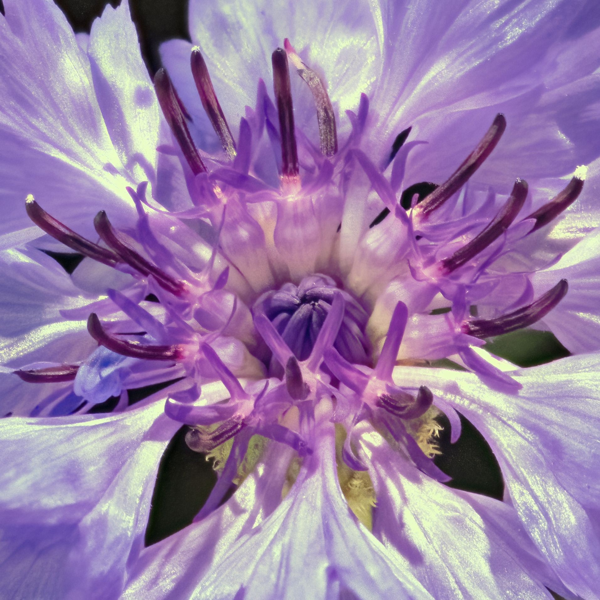 Marc Kittner, Cornflower 361a Marc Kittner, Cornflower 361a