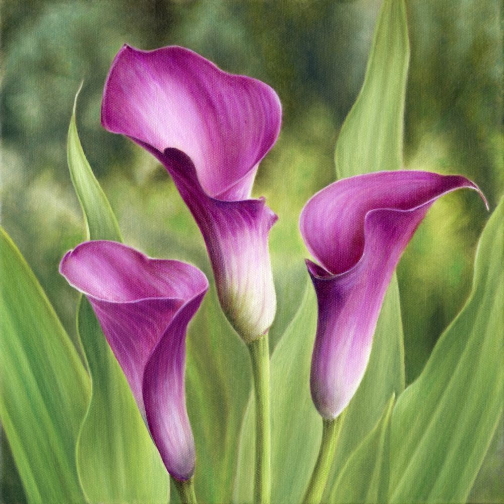 Marlene Llanes, Calla Lilies Marlene Llanes, Calla Lilies