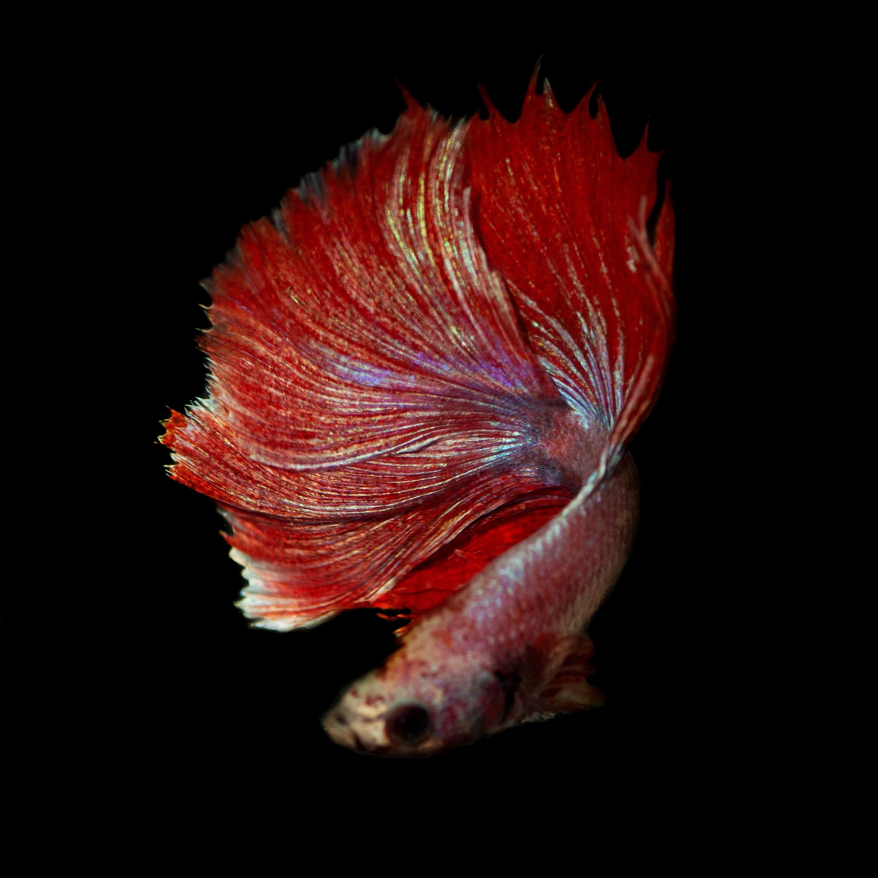 Michael Filonow, Betta 57 Michael Filonow, Betta 57