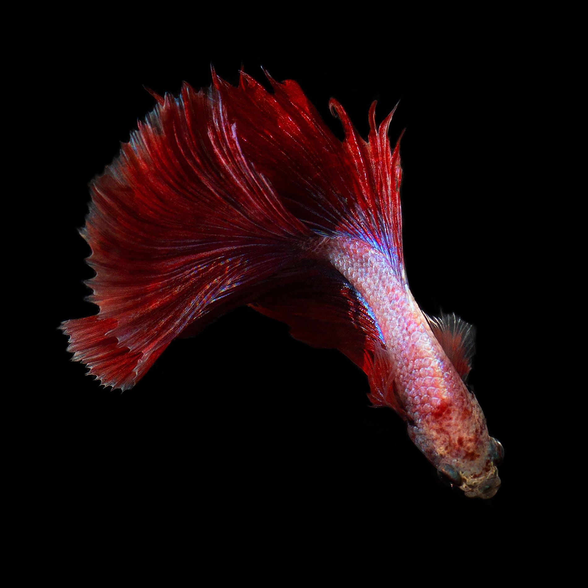 Michael Filonow, Betta 55 Michael Filonow, Betta 55