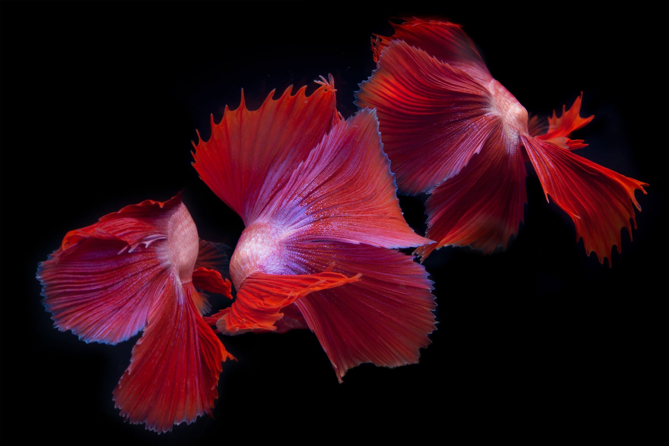 Michael Filonow, Betta Collage 44 Michael Filonow, Betta Collage 44