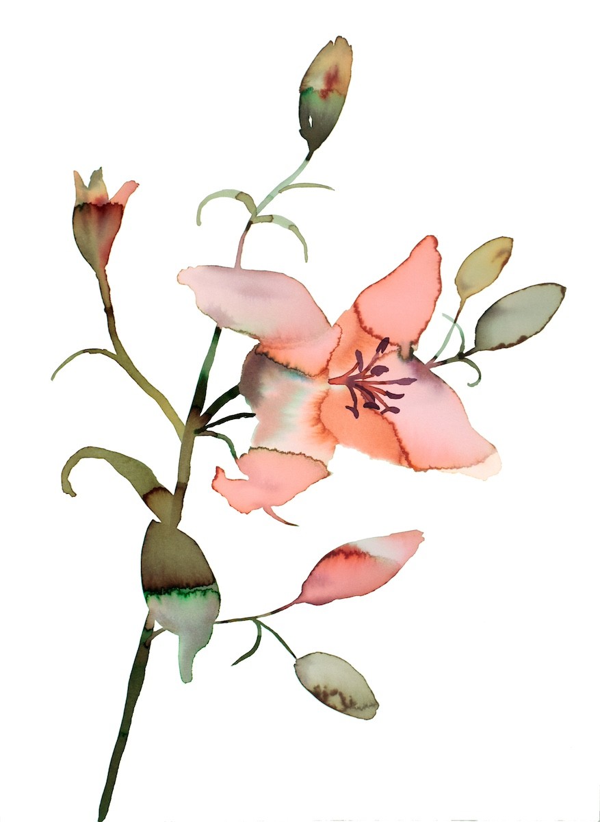 Elizabeth Becker, Lily No. 17 Elizabeth Becker, Lily No. 17