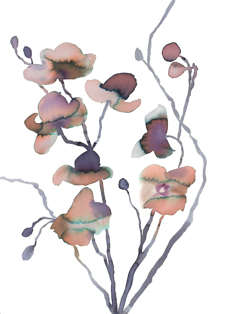 Elizabeth Becker, Orchids Elizabeth Becker, Orchids