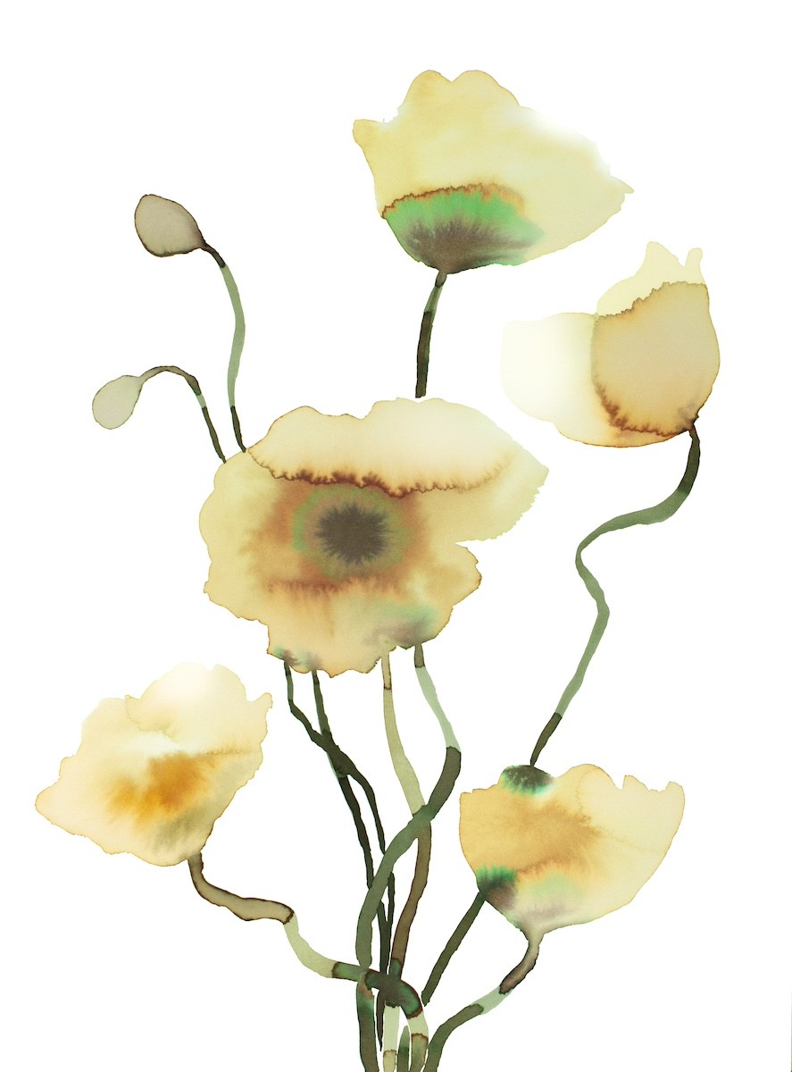Elizabeth Becker, Poppies Elizabeth Becker, Poppies