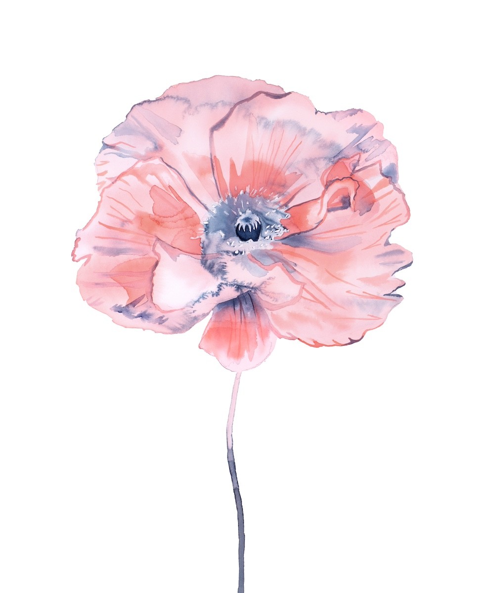 Elizabeth Becker, Poppy No. 7 Elizabeth Becker, Poppy No. 7