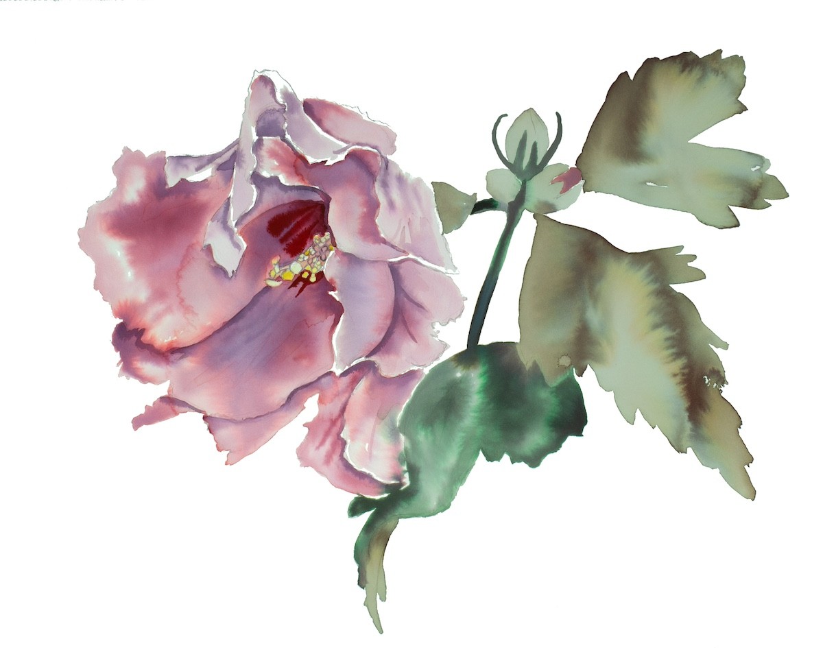 Elizabeth Becker, Hibiscus No. 8 Elizabeth Becker, Hibiscus No. 8