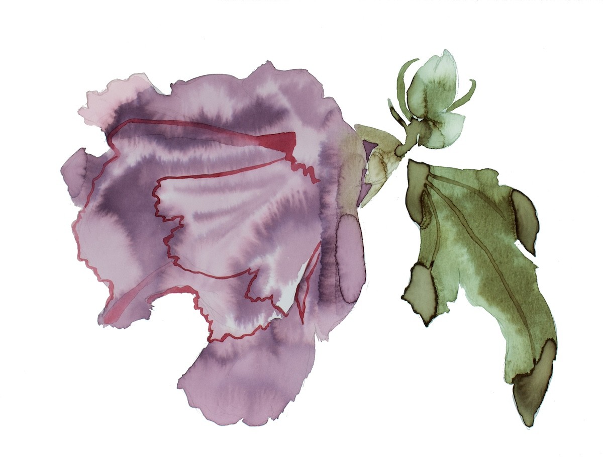 Elizabeth Becker, Hibiscus No. 7 Elizabeth Becker, Hibiscus No. 7