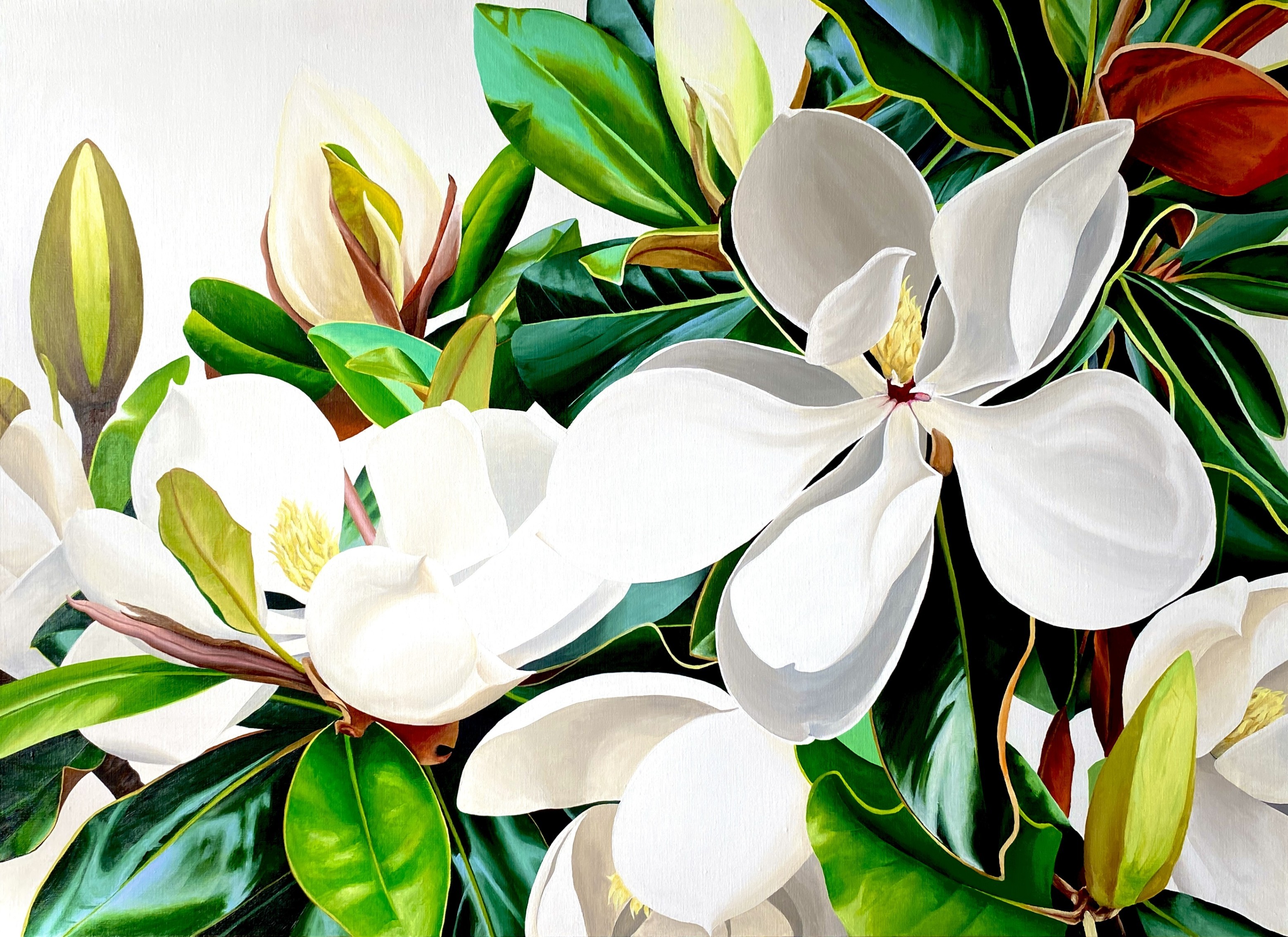 Lucy Wolanska, Magnolia Lucy Wolanska, Magnolia