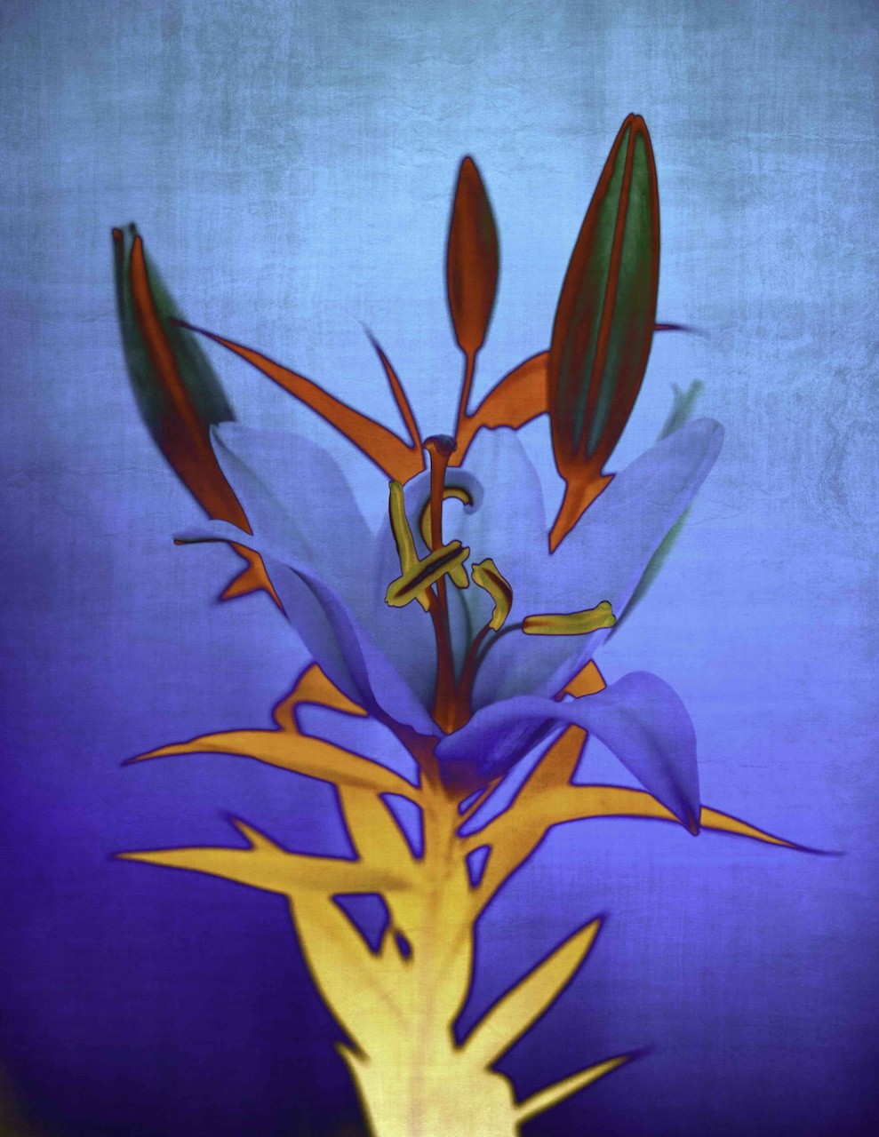 Sumit Mehndiratta, Blue Flame Lily Sumit Mehndiratta, Blue Flame Lily