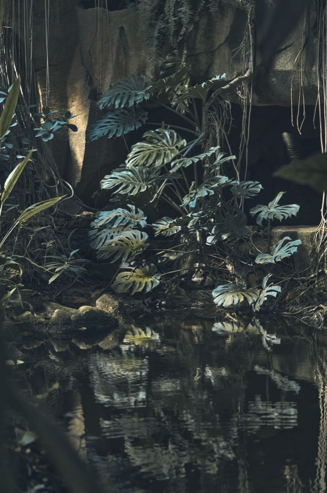 Mikael Benard, Jungle 1 Mikael Benard, Jungle 1