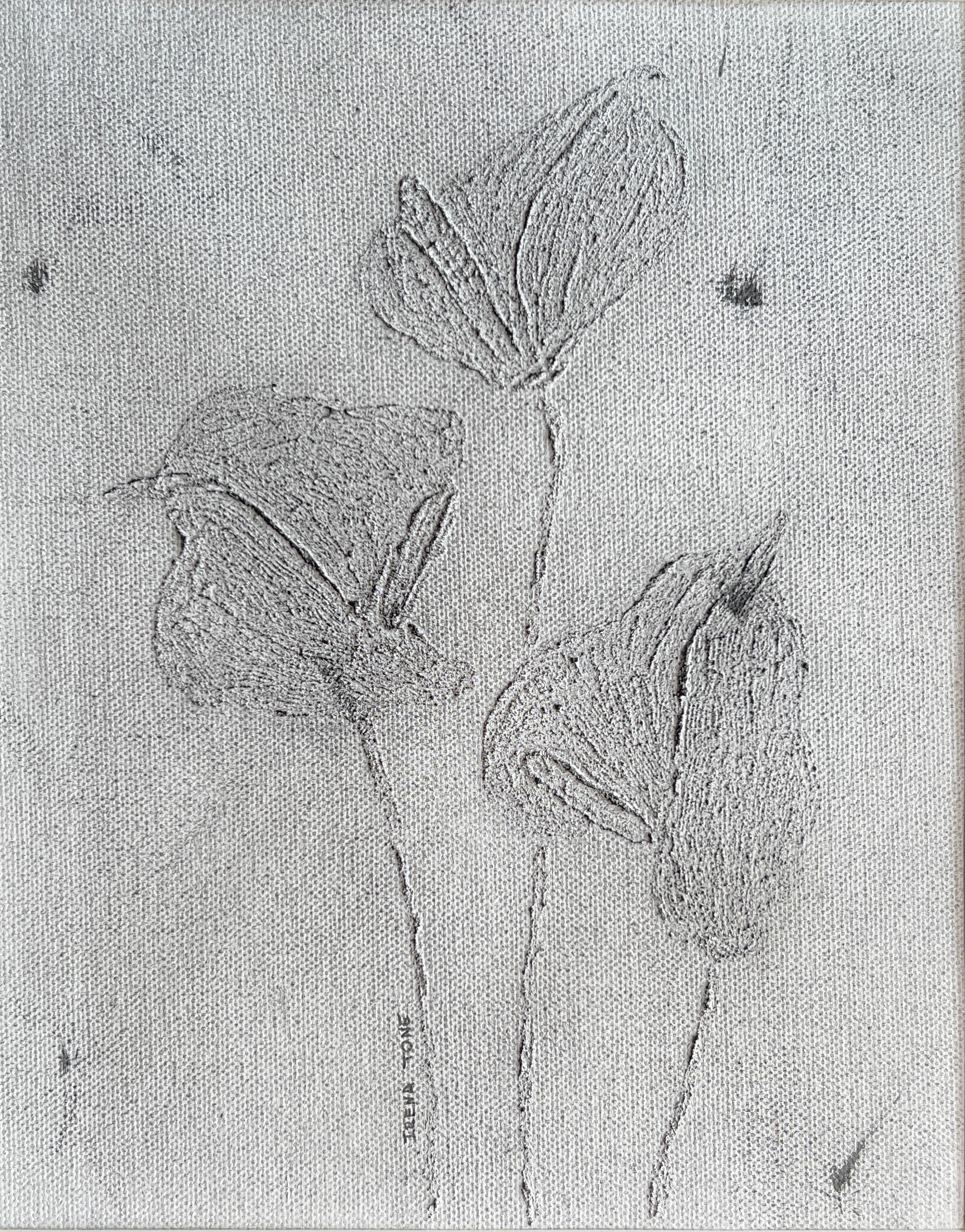 Irena Tone, Anthurium Black and White Irena Tone, Anthurium Black and White