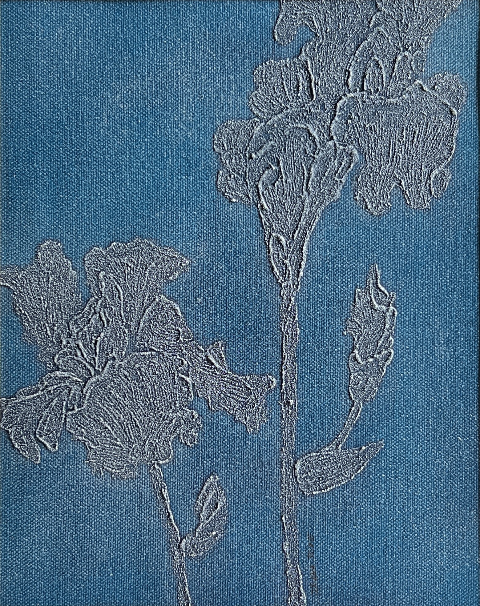 Irena Tone, Iris Germanica Blue Irena Tone, Iris Germanica Blue