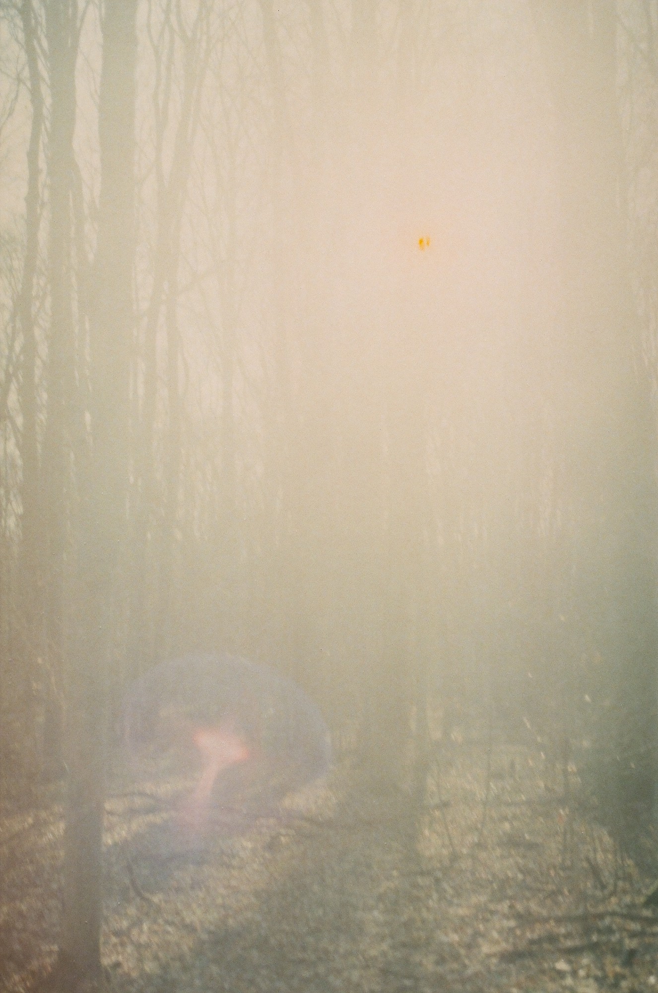 Valentin Zaharia, Forest magic (shroom) - limited edition of 21 Valentin Zaharia, Forest magic (shroom) - limited edition of 21