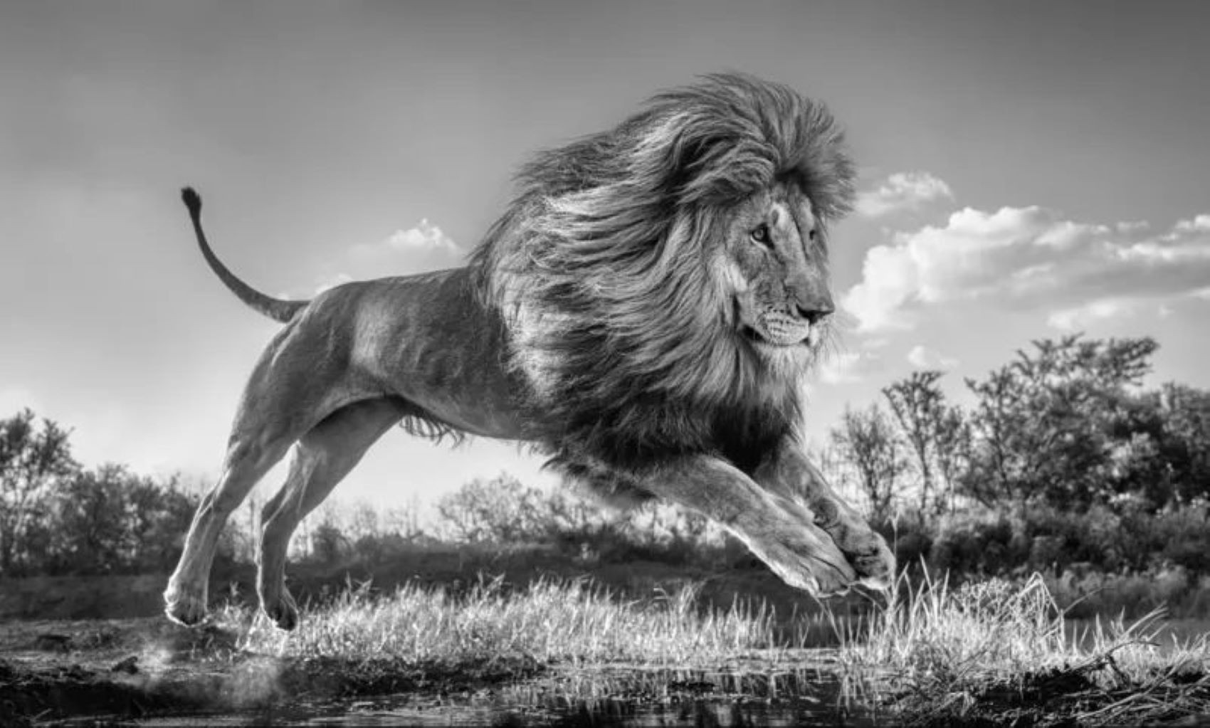 David Yarrow, Succession David Yarrow, Succession