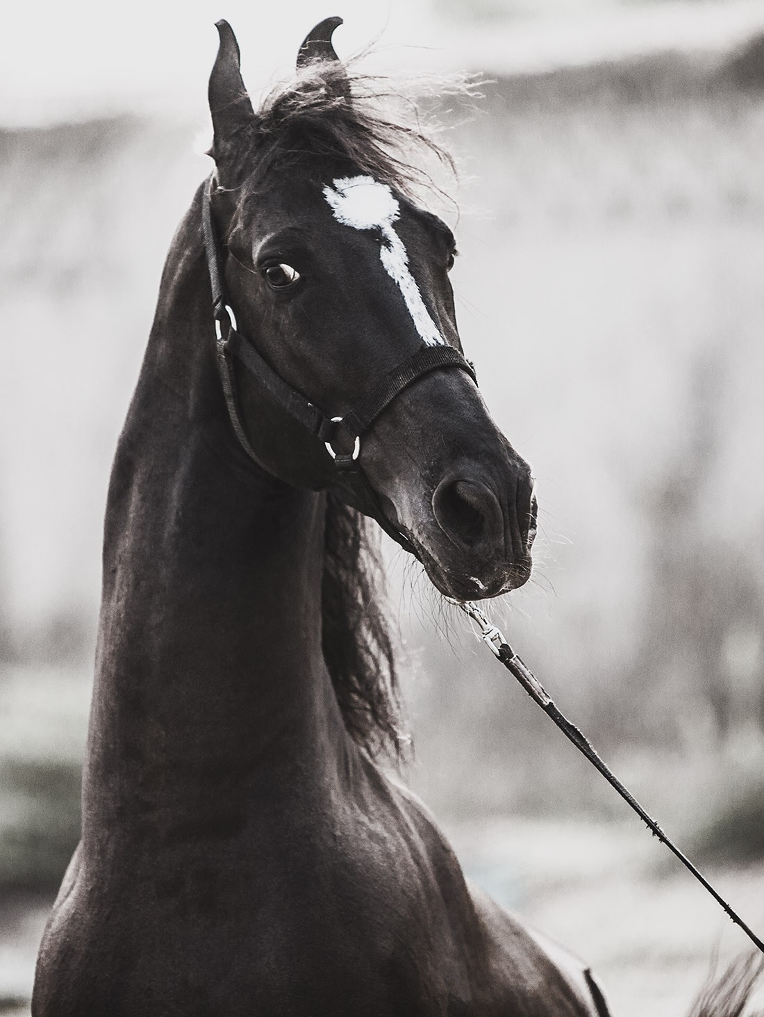 Amrita Bilimoria, Horse Amrita Bilimoria, Horse