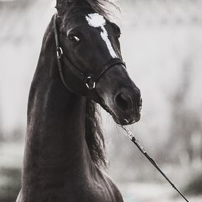 Photographie, Horse, Amrita Bilimoria