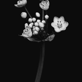 Photography, Botanical Studies - The B-Sides - No. 12, Matthias Conrad