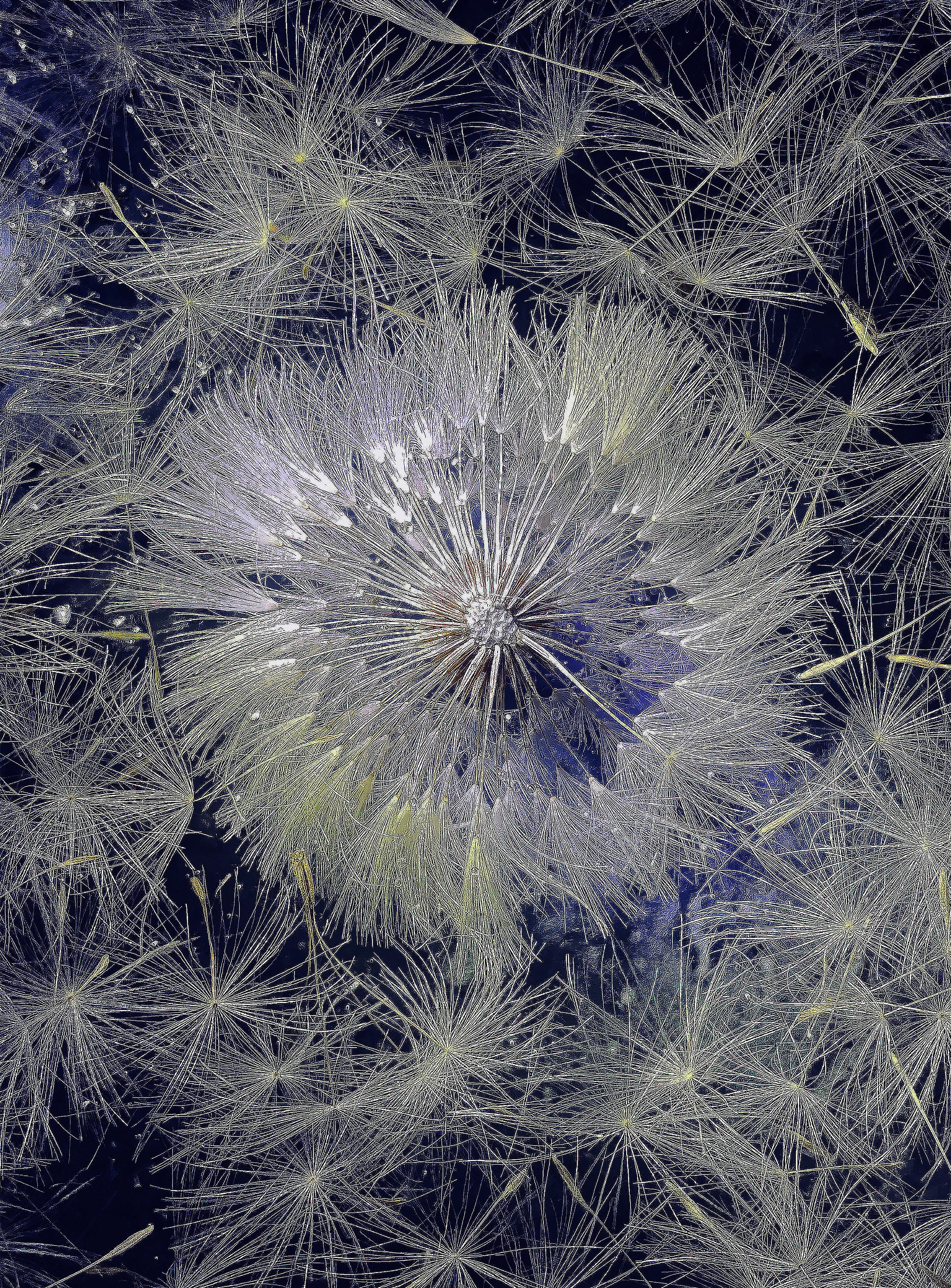 Sylvia Fournier, Cosmic Dandeliomn Sylvia Fournier, Cosmic Dandeliomn