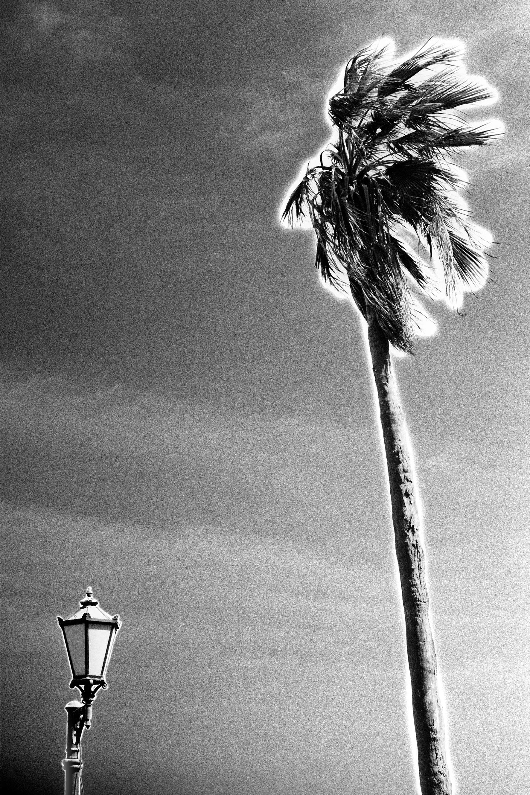 Hugo Gus Babey, Palm Light Tree Hugo Gus Babey, Palm Light Tree