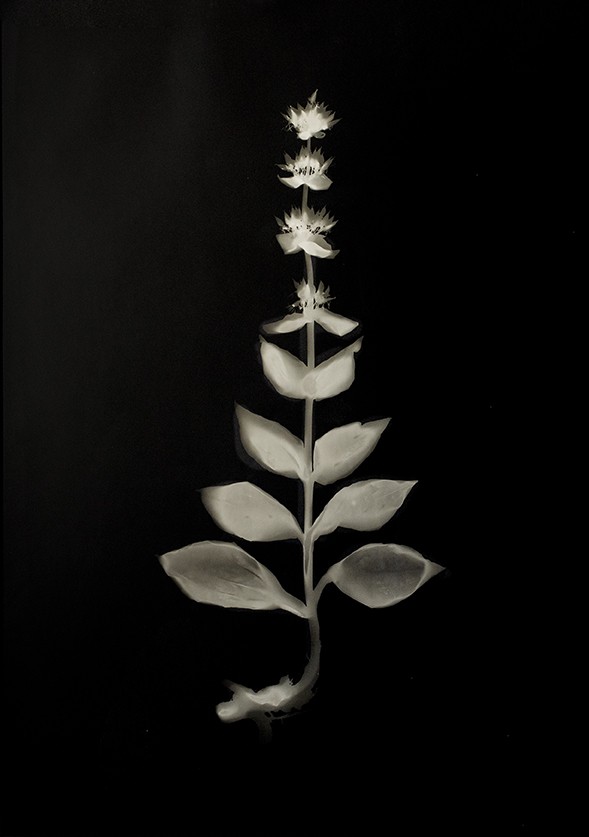 Sophie Zénon, Gentiana lutea L. Sophie Zénon, Gentiana lutea L.