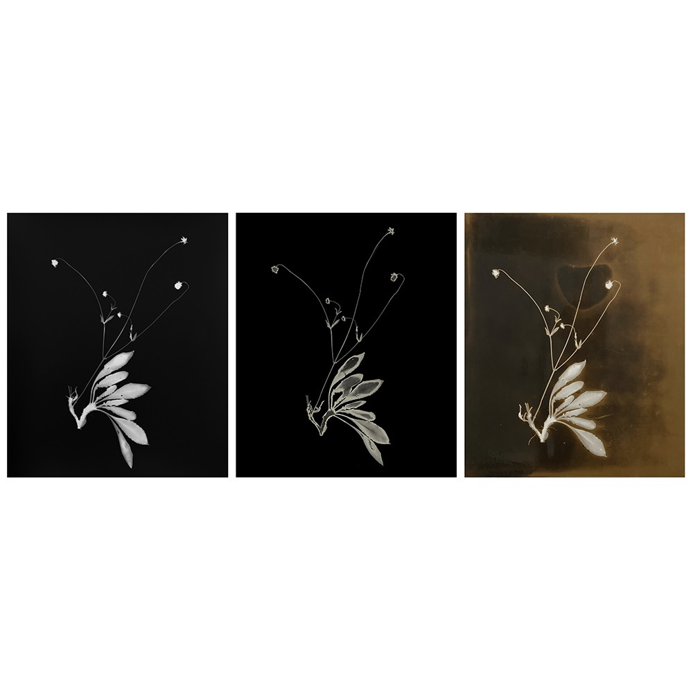 Sophie Zénon, Variations sur la Knautia collina Jord. Sophie Zénon, Variations sur la Knautia collina Jord.