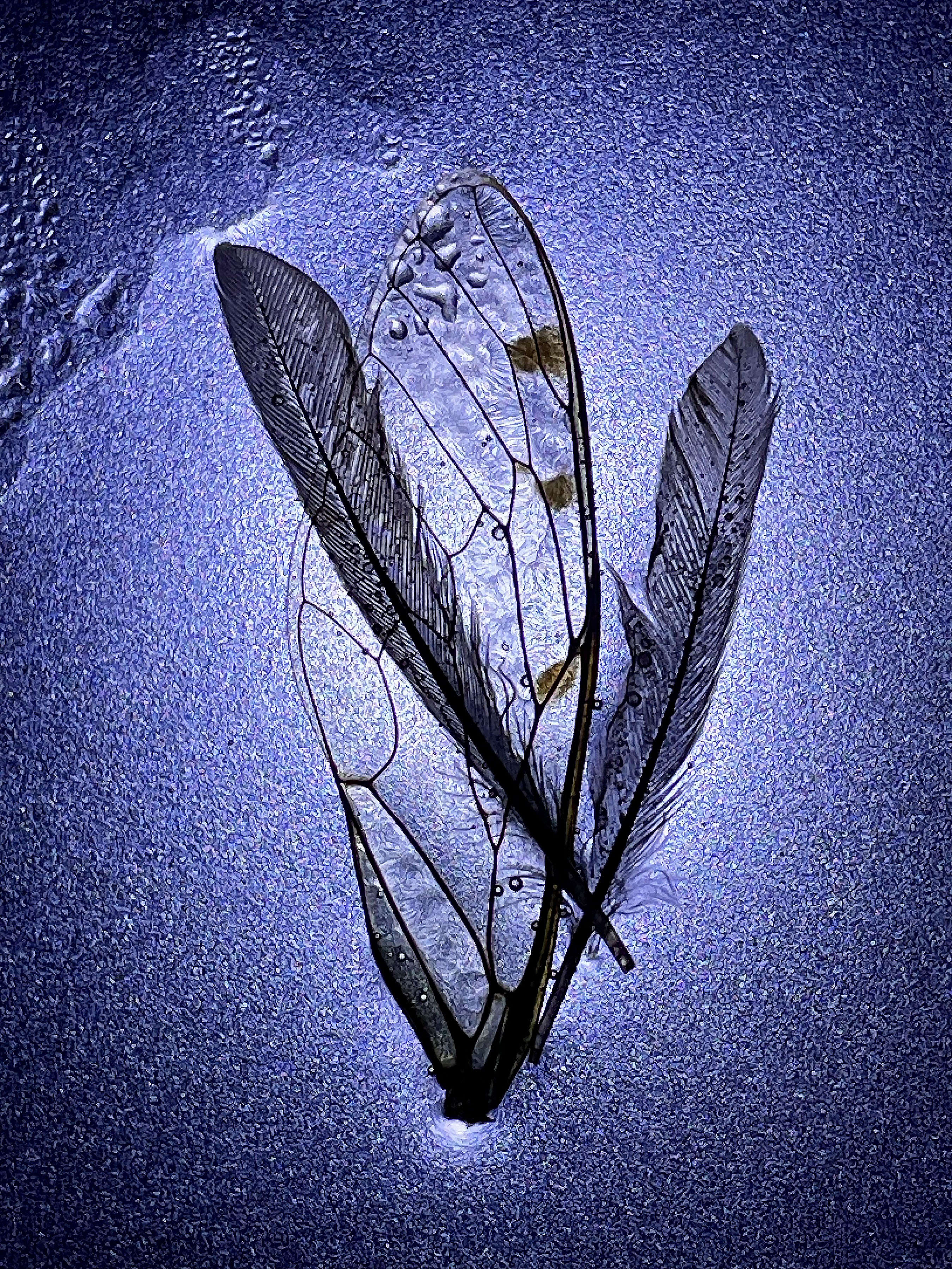 Sylvia Fournier, Hope of Wings Sylvia Fournier, Hope of Wings