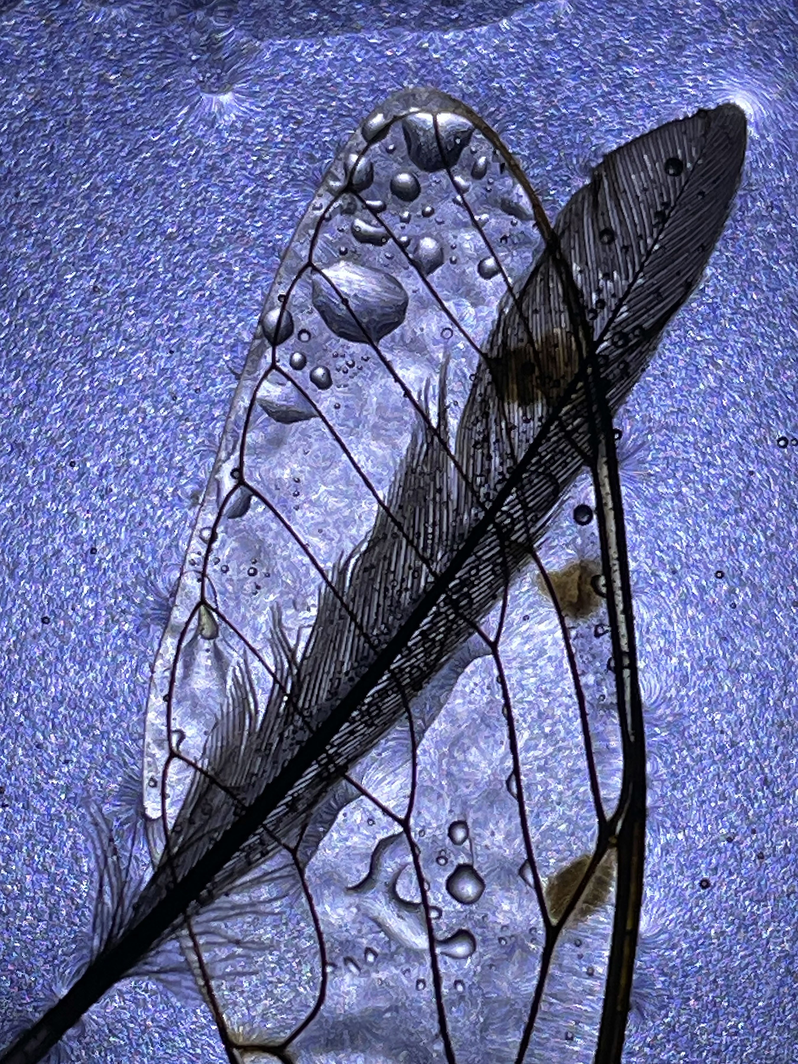 Sylvia Fournier, Hope has Wings Sylvia Fournier, Hope has Wings