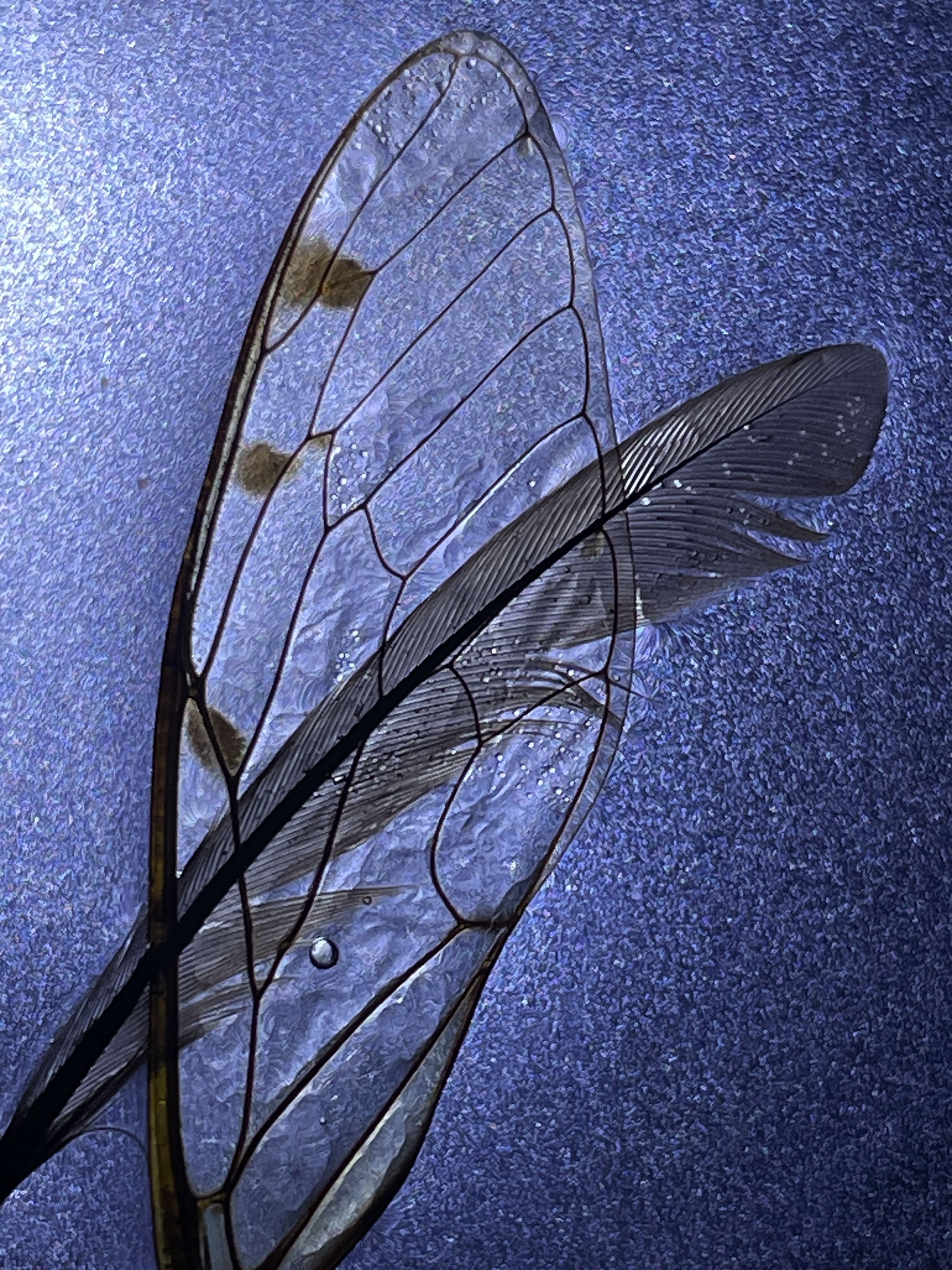Sylvia Fournier, A Touch of a Feather Sylvia Fournier, A Touch of a Feather