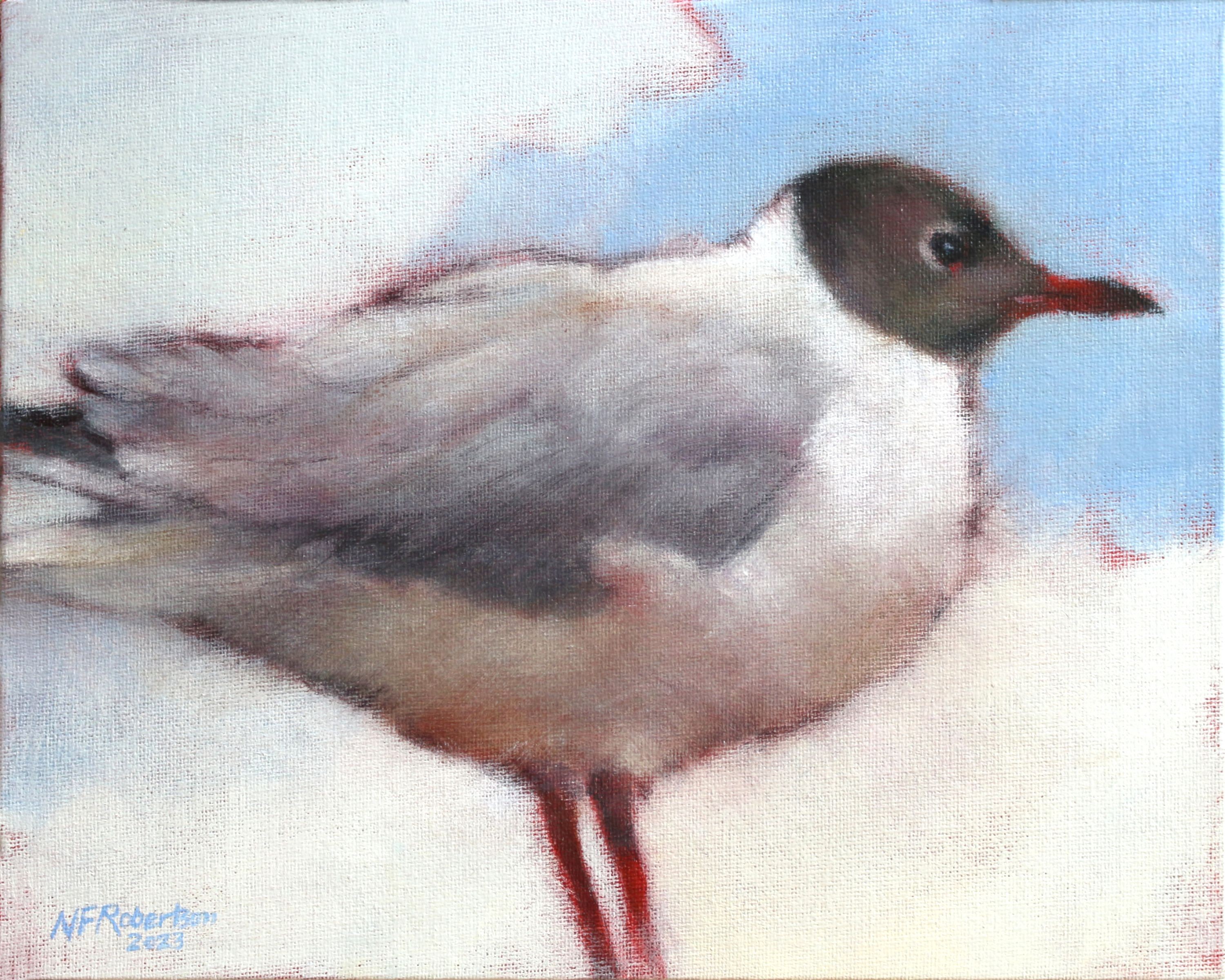 Nicholas Robertson, Black Head Gull, Nicholas Robertson, Black Head Gull,