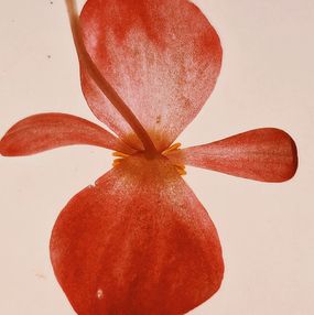 Photographie, XIII (Begonia), Zornitsa Gramkova
