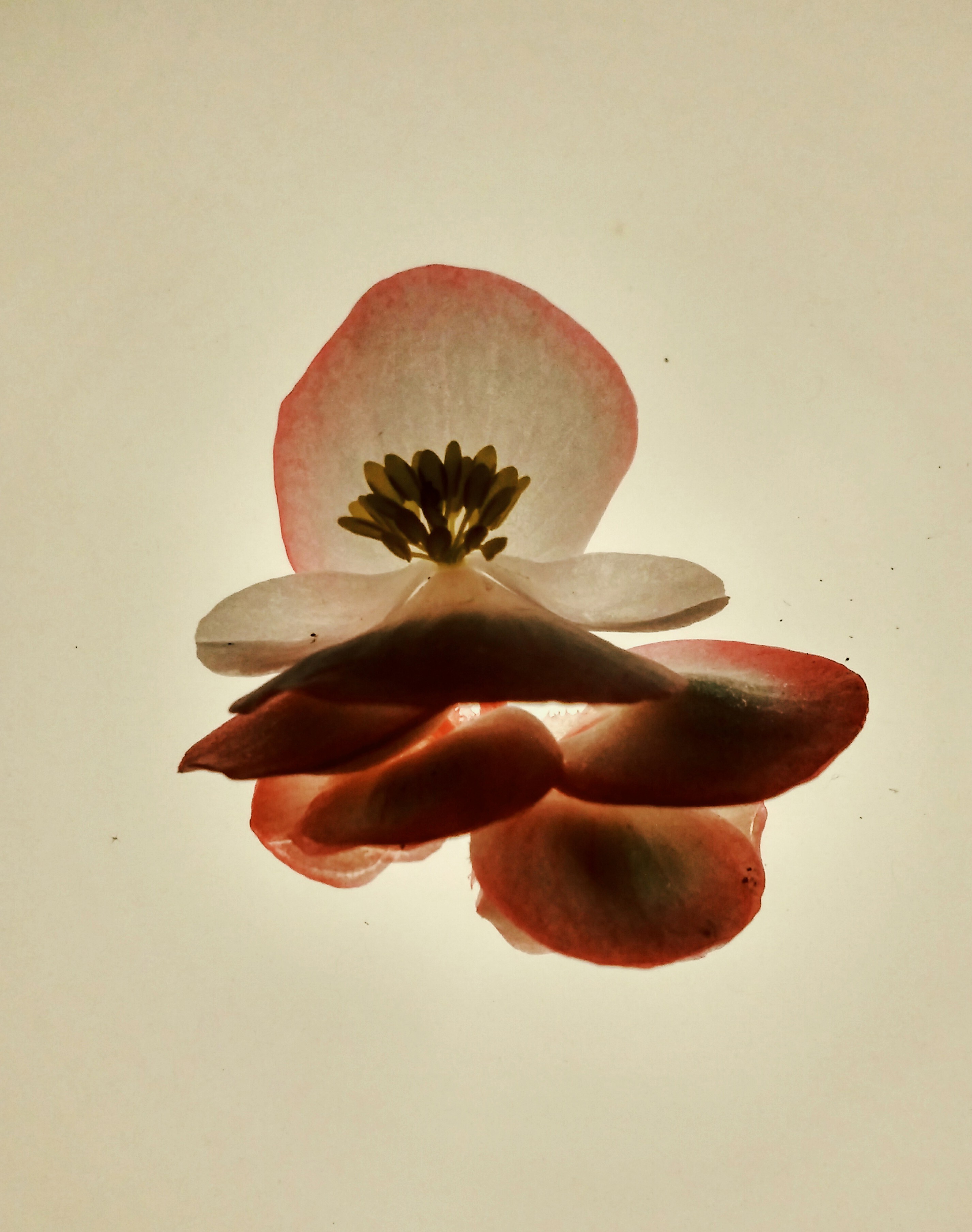Zornitsa Gramkova, XIX (Begonia) Zornitsa Gramkova, XIX (Begonia)