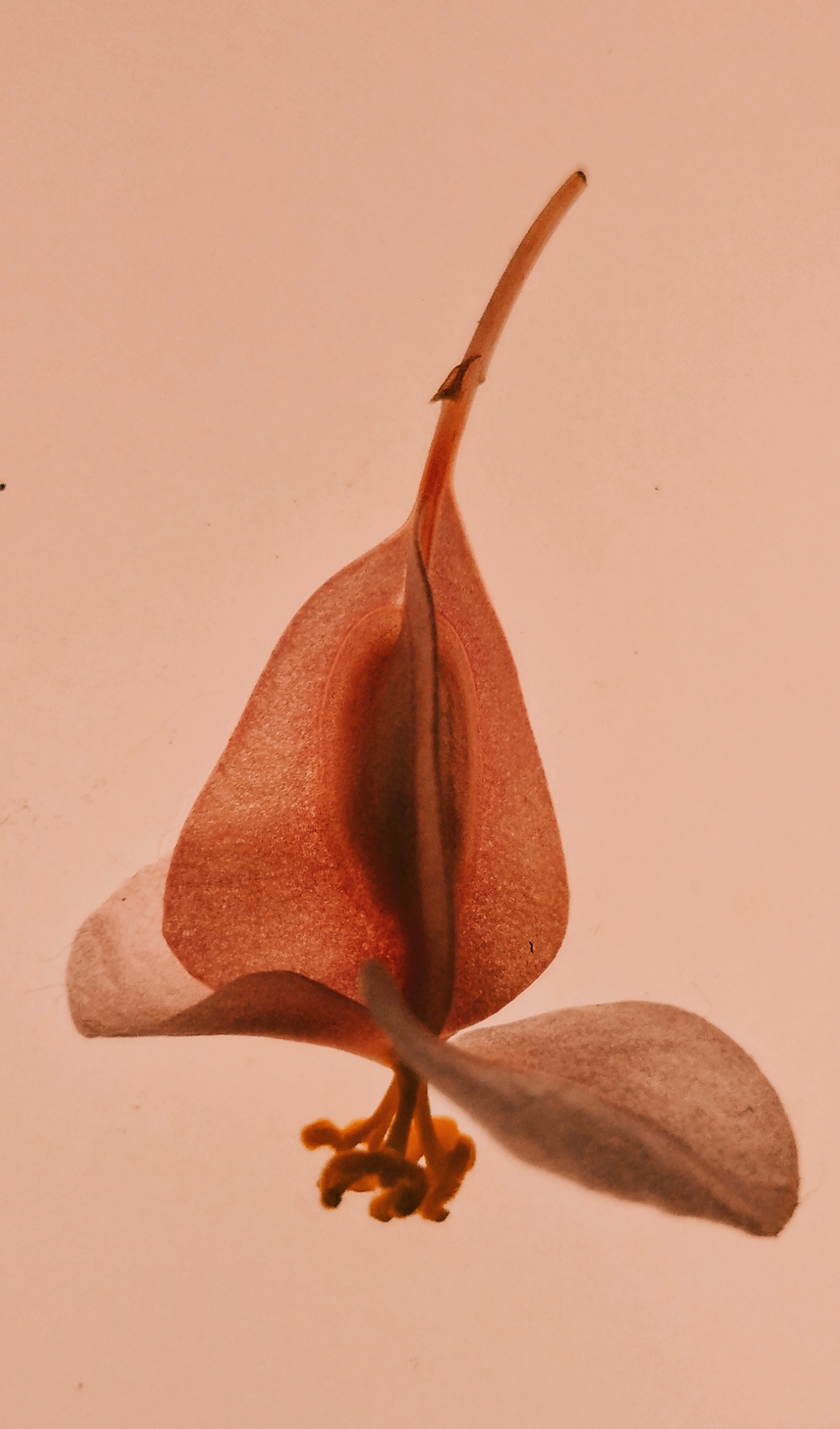 Zornitsa Gramkova, XVI (Begonia) Zornitsa Gramkova, XVI (Begonia)