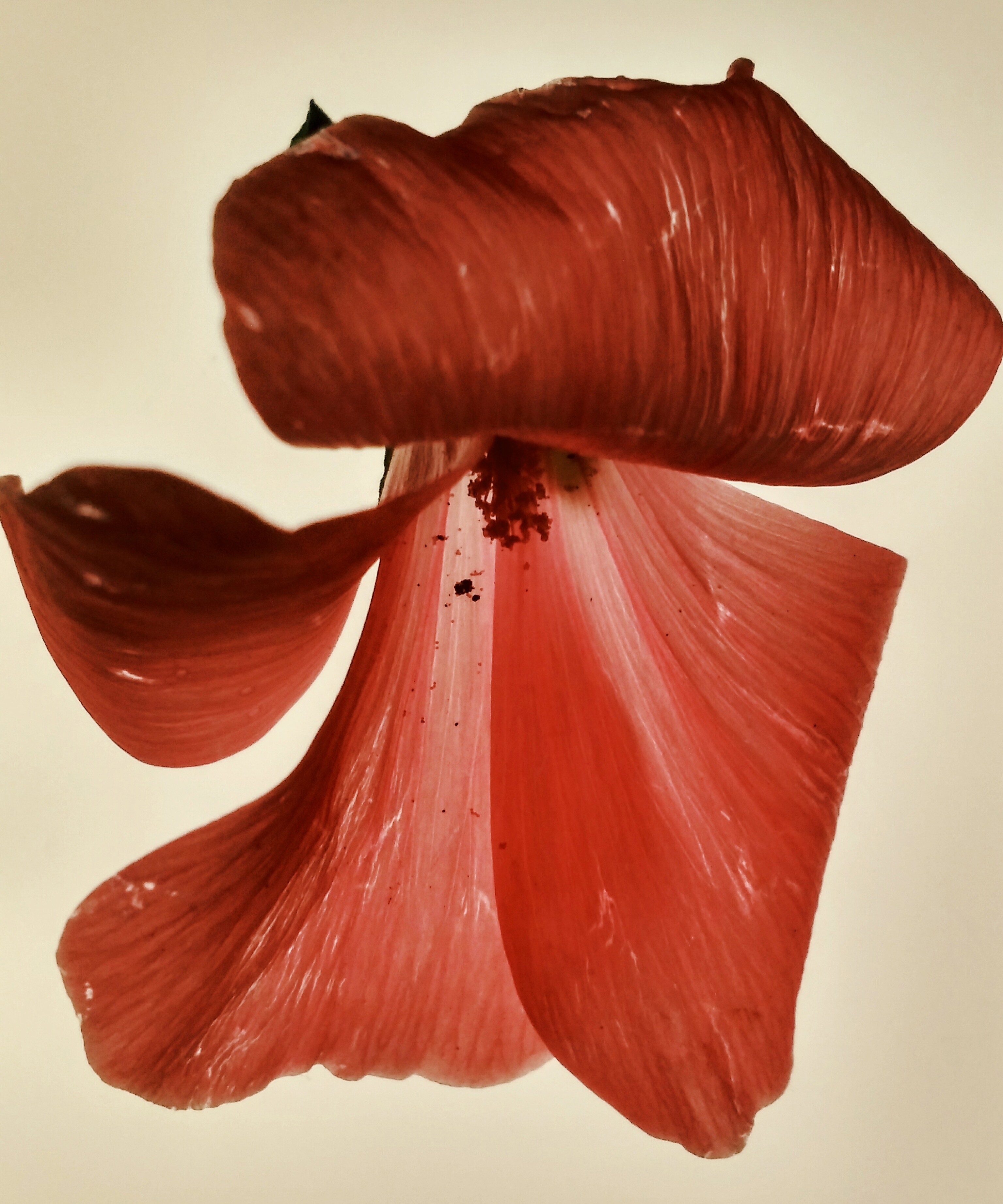Zornitsa Gramkova, VI (Hibiscus) Zornitsa Gramkova, VI (Hibiscus)