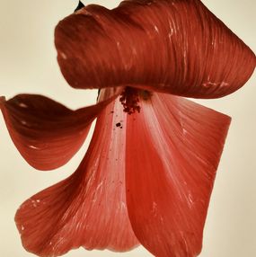 Photographie, VI (Hibiscus), Zornitsa Gramkova