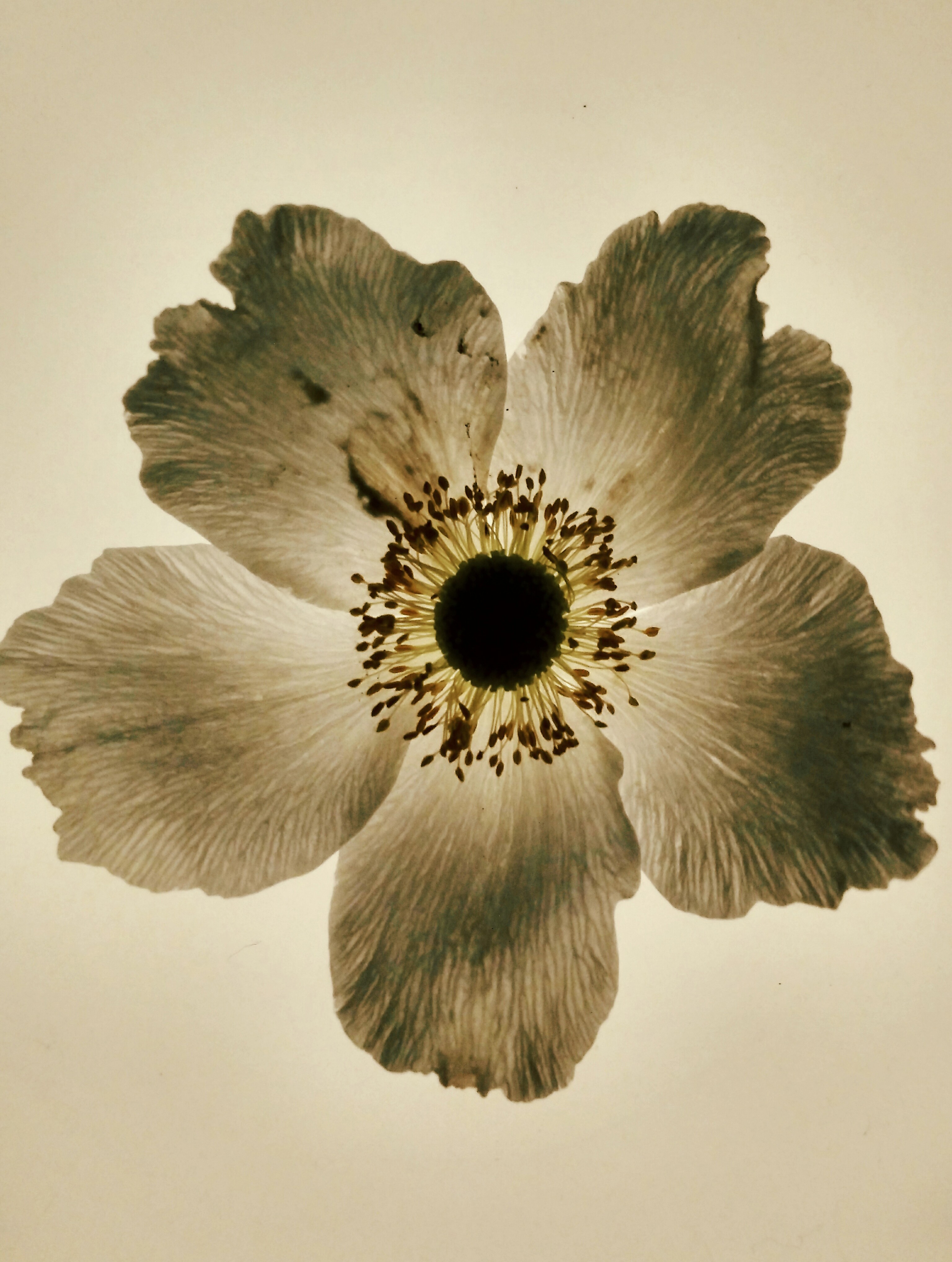 Zornitsa Gramkova, V (Anemone) Zornitsa Gramkova, V (Anemone)