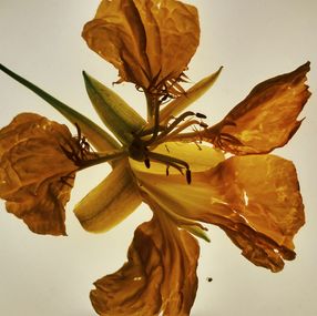 Photographie, IV (Lilium), Zornitsa Gramkova