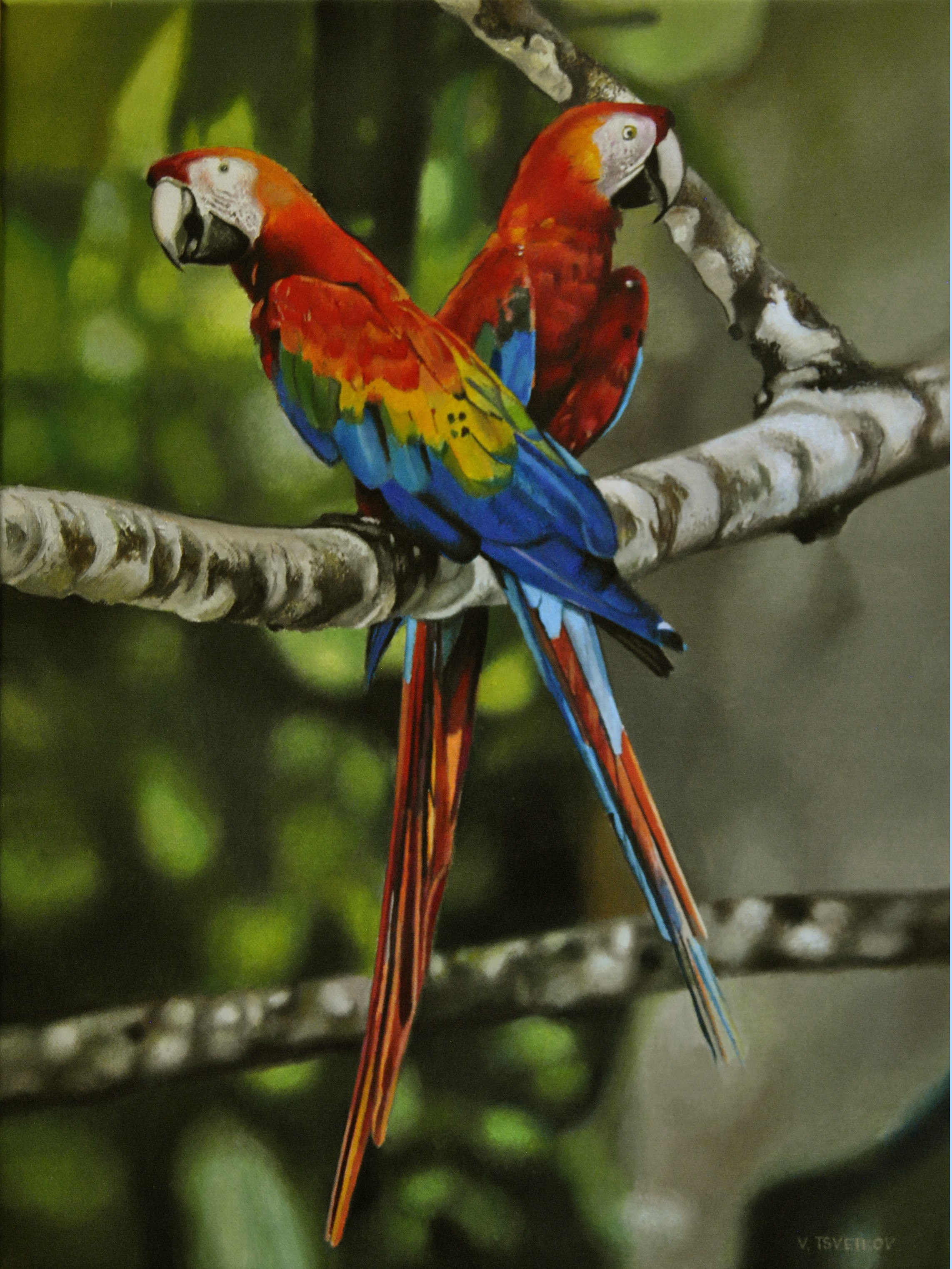 Valeri Tsvetkov, Parrots Valeri Tsvetkov, Parrots