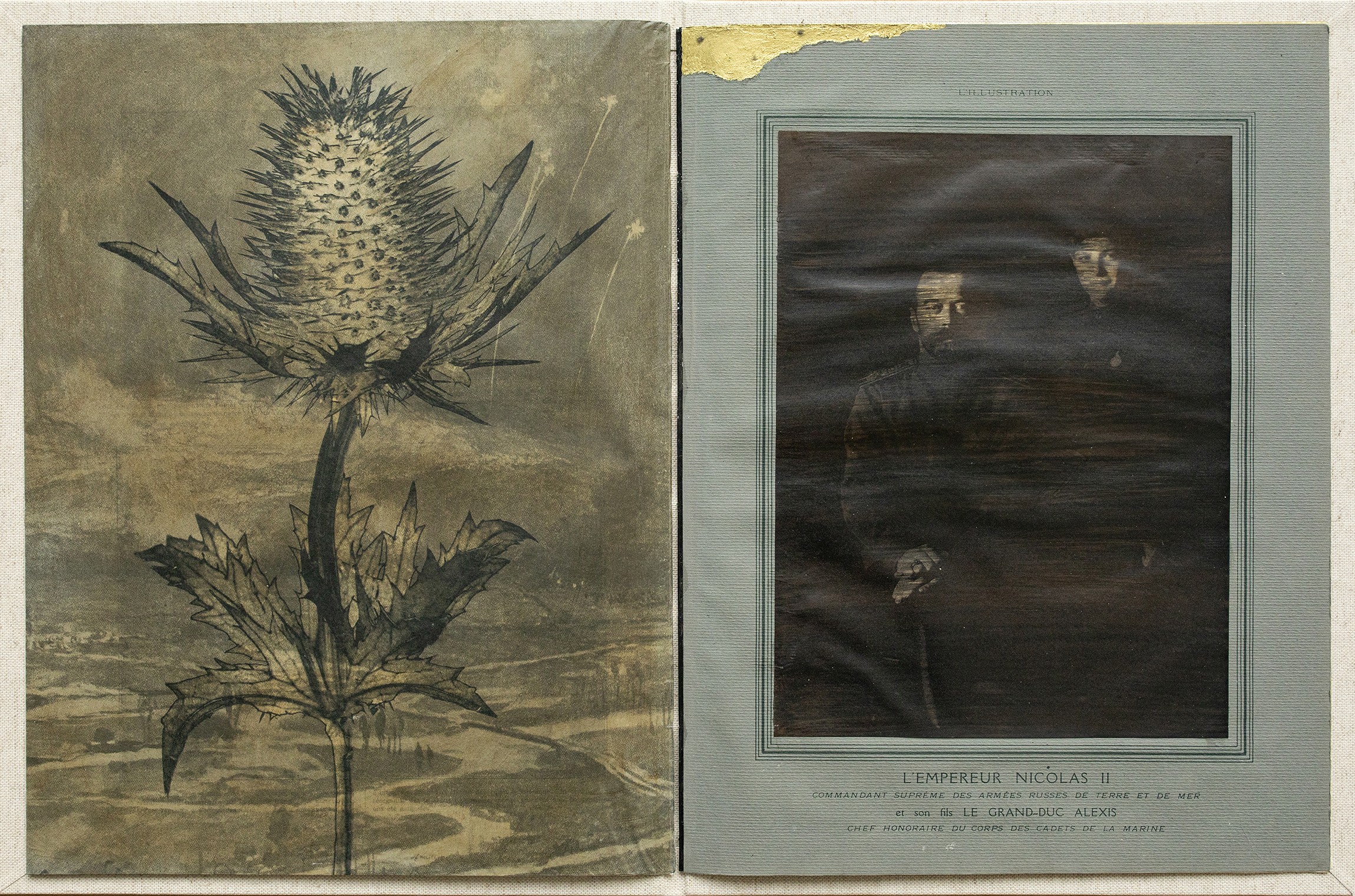 Sophie Zénon, Livre IV / Eryngium giganteum L. (Panicaut géant), 2022, in Herbarium Florum obsidionalium (2021-2023) Sophie Zénon, Livre IV / Eryngium giganteum L. (Panicaut géant), 2022, in Herbarium Florum obsidionalium (2021-2023)