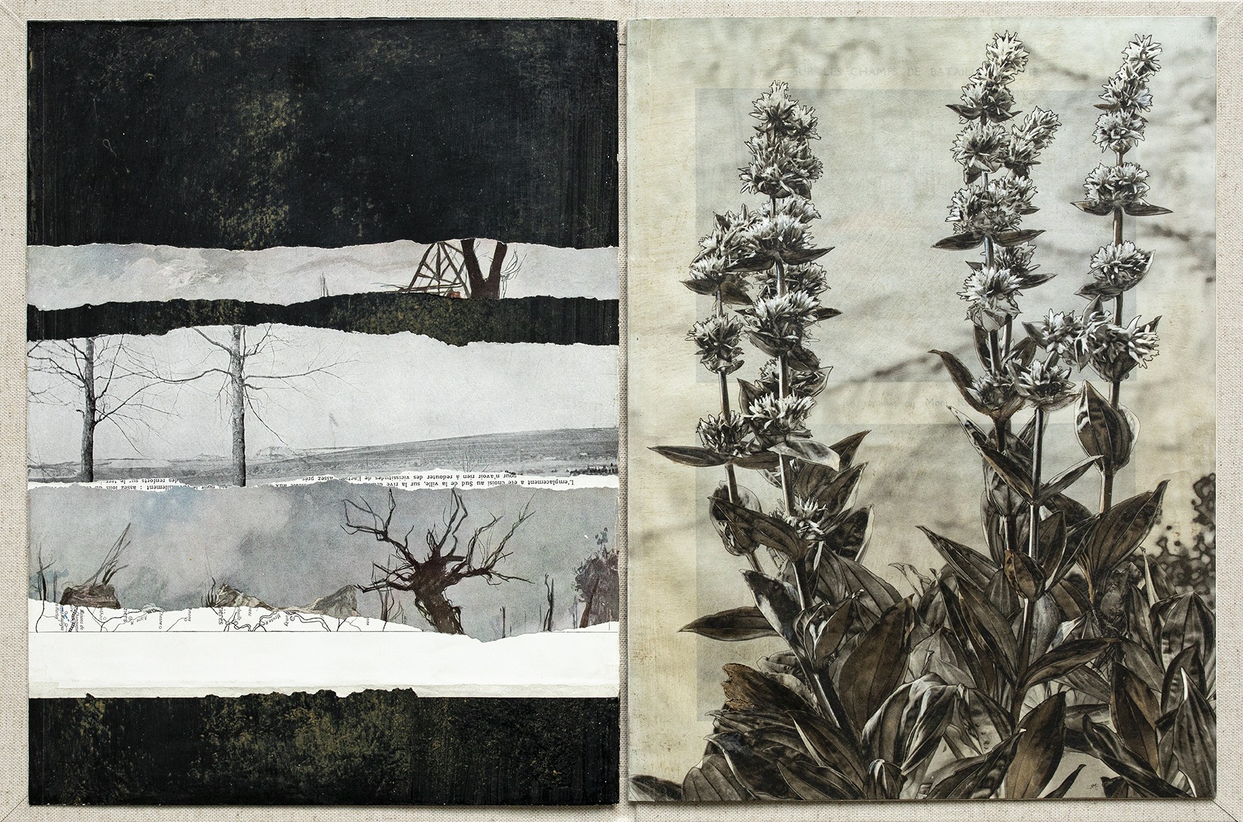 Sophie Zénon, Livre V / Gentiana lutea L.(Grande gentiane, Gentiane jaune), 2022, in Herbarium Florum obsidionalium (2021-2023) Sophie Zénon, Livre V / Gentiana lutea L.(Grande gentiane, Gentiane jaune), 2022, in Herbarium Florum obsidionalium (2021-2023)