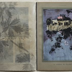Fotografía, Livre IX / Potentilla norvegica L. (Potentille de Norvège), 2021, in Herbarium Florum obsidionalium (2021-2023), Sophie Zénon