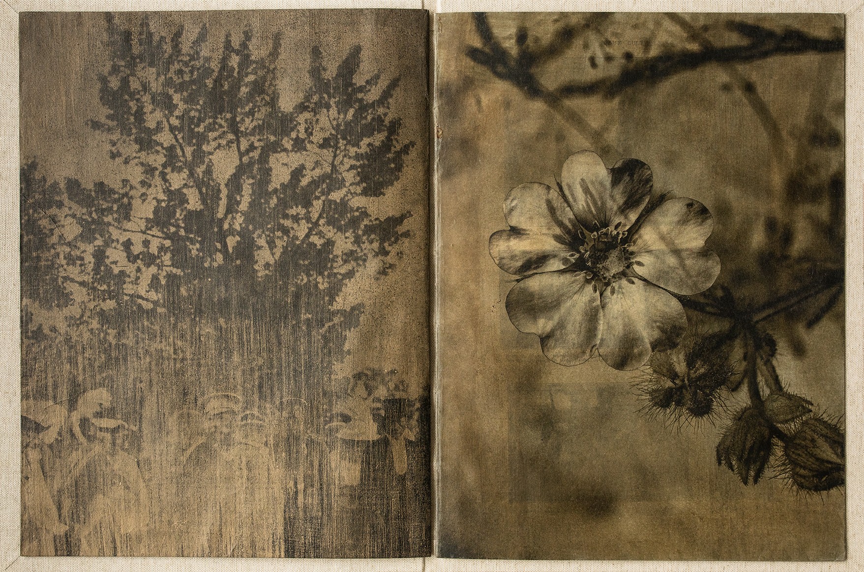 Sophie Zénon, Livre X / Potentilla recta L. (Potentille droite), 2022, in Herbarium Florum obsidionalium (2021-2023) Sophie Zénon, Livre X / Potentilla recta L. (Potentille droite), 2022, in Herbarium Florum obsidionalium (2021-2023)