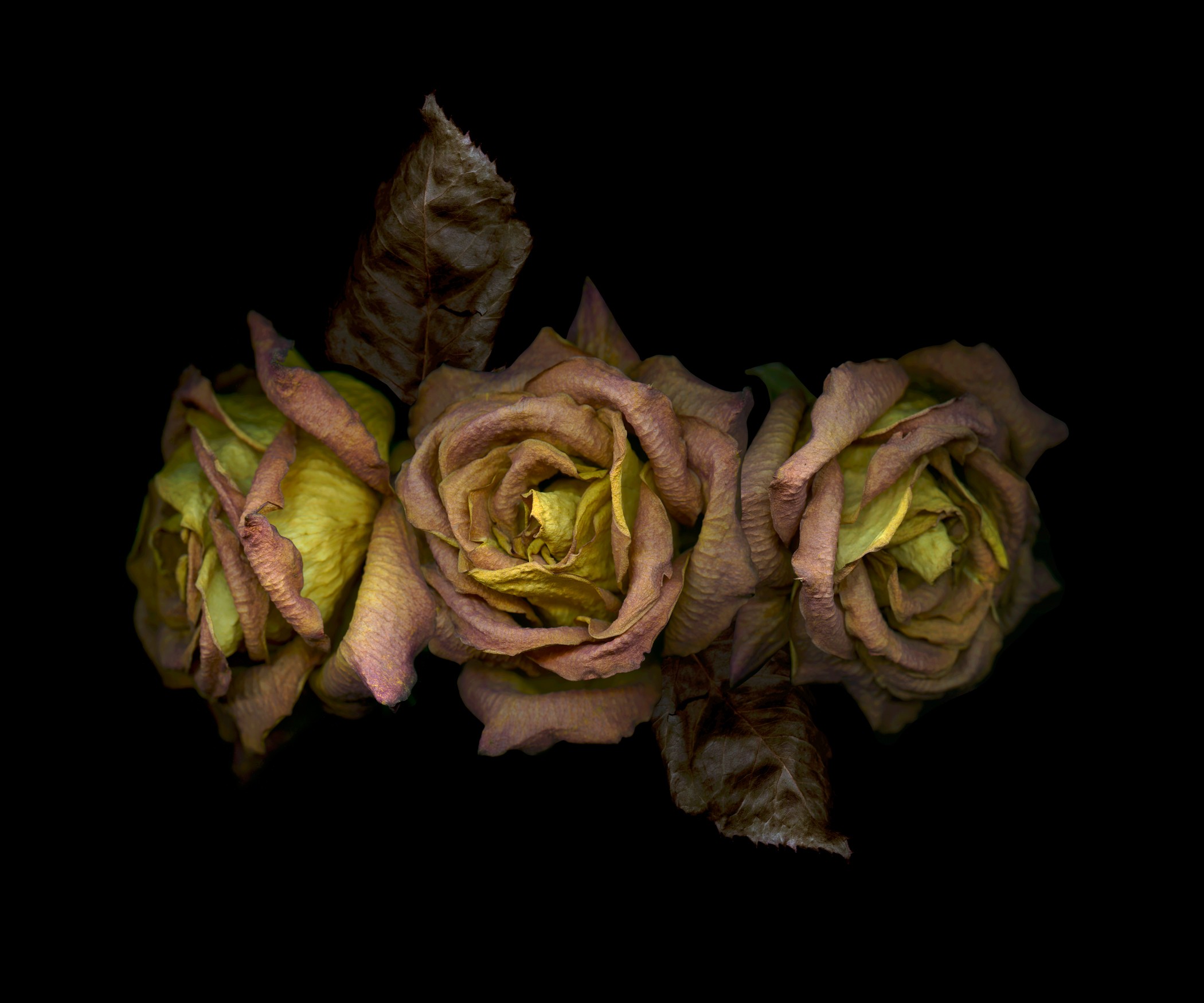 Zoltan Gerliczki, Three dry pink-orange roses Zoltan Gerliczki, Three dry pink-orange roses